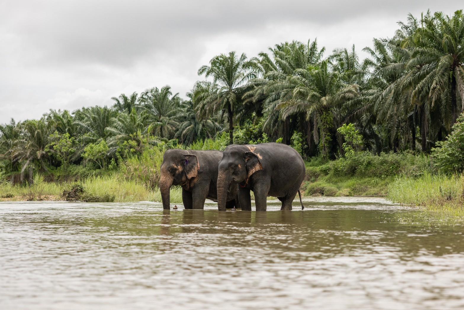 Khao Sok Elephant Rescue & Bamboo River Raft from Krabi