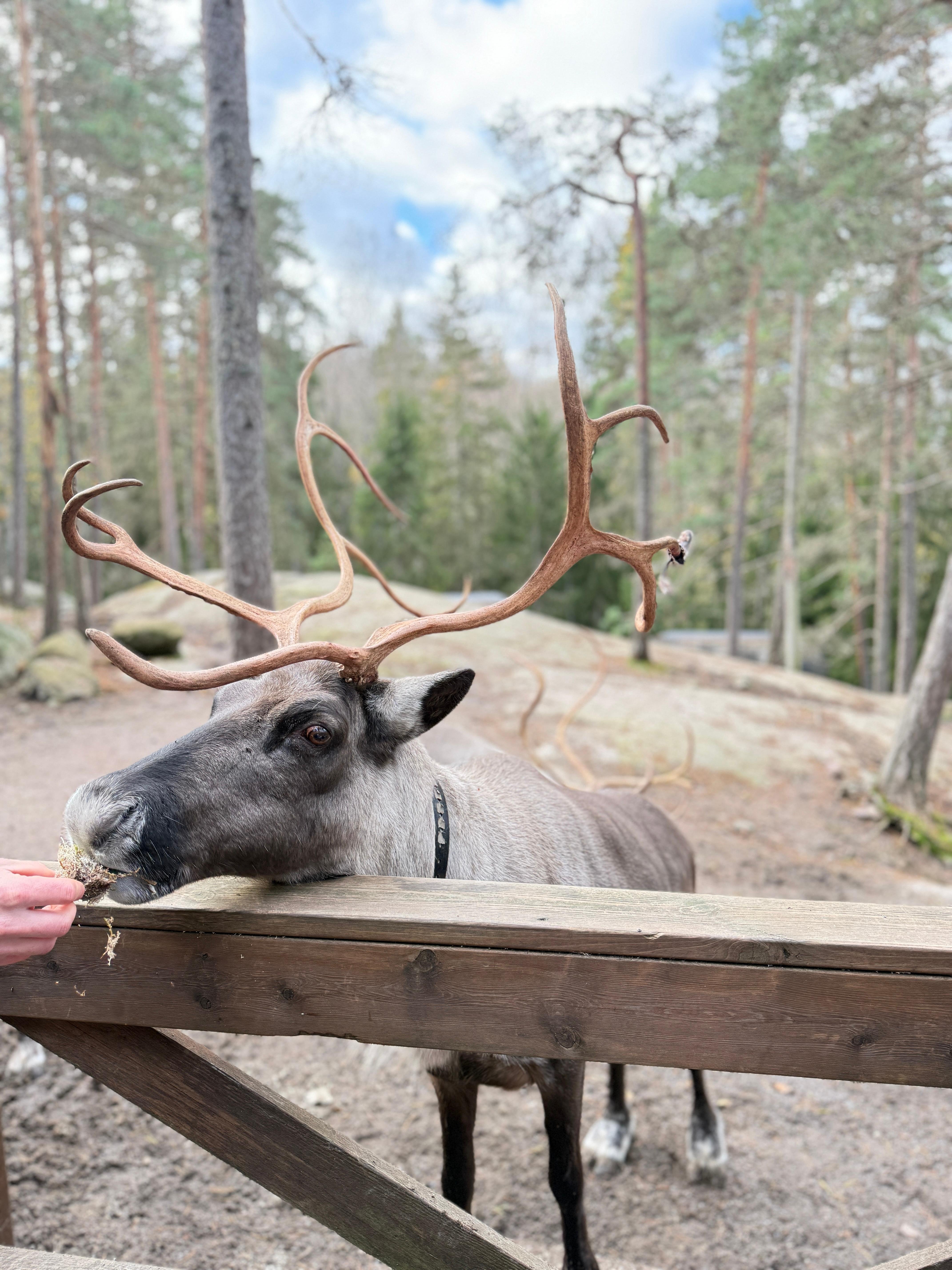 Private Reindeer Farm Experience in Nuuksio National Park