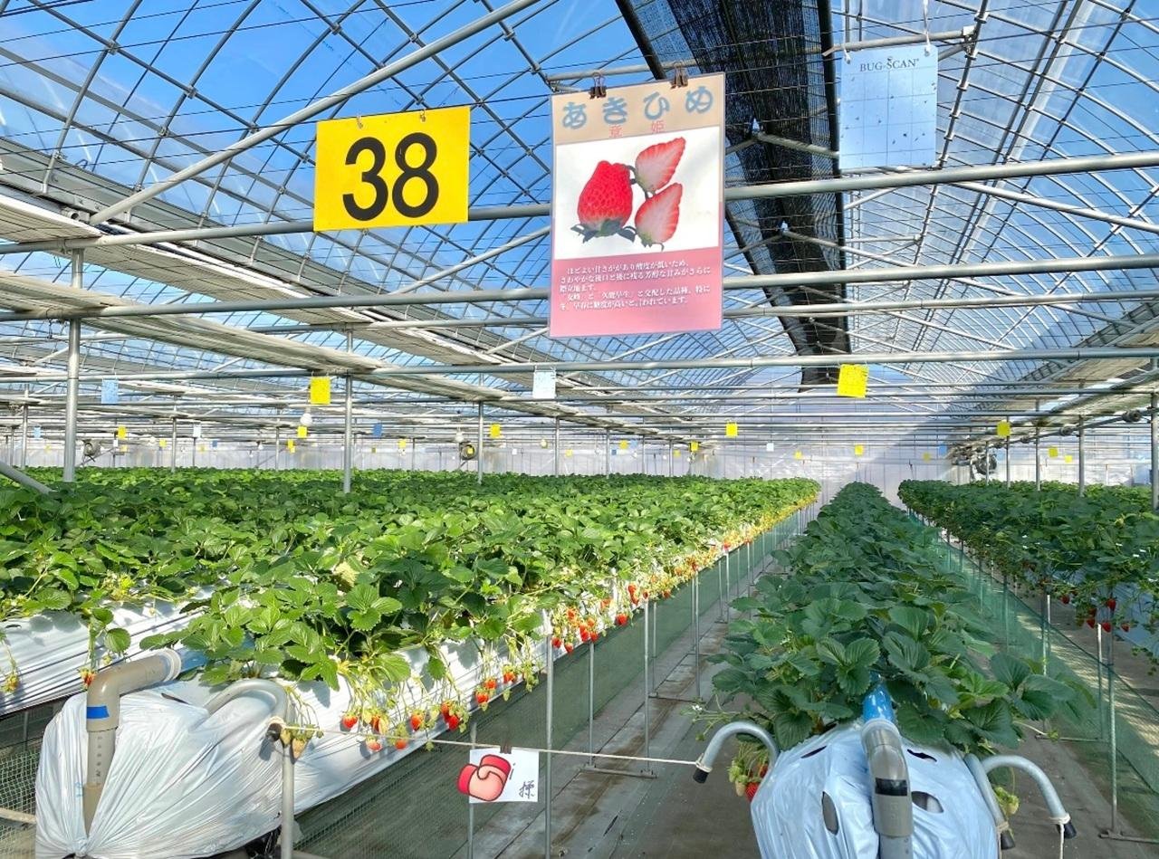 Mt. Fuji Seasonal Discovery: Fruit Picking & Scenic Train Day Tour