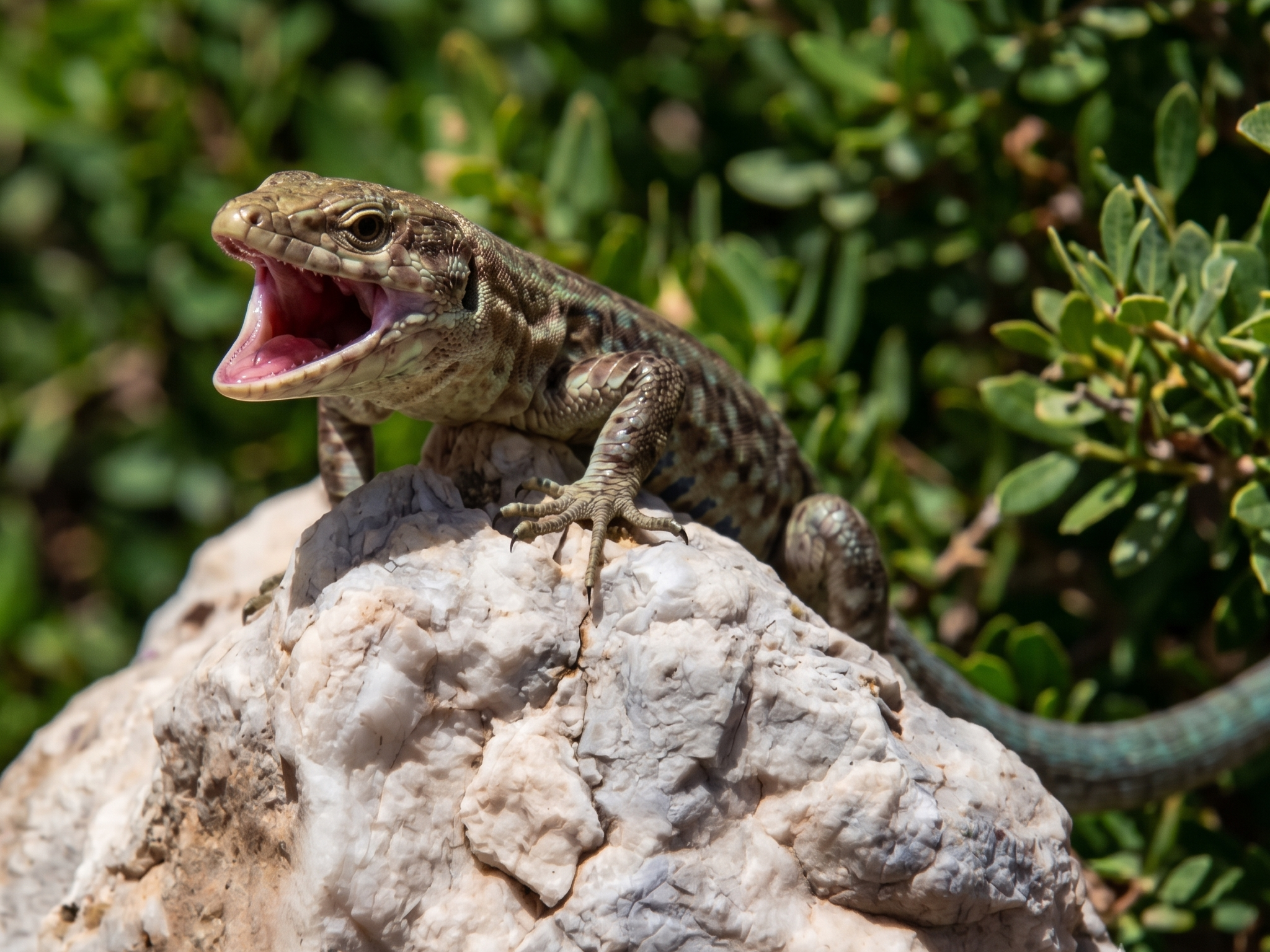 Dragonera Island & Sant Elm Coastal Expedition