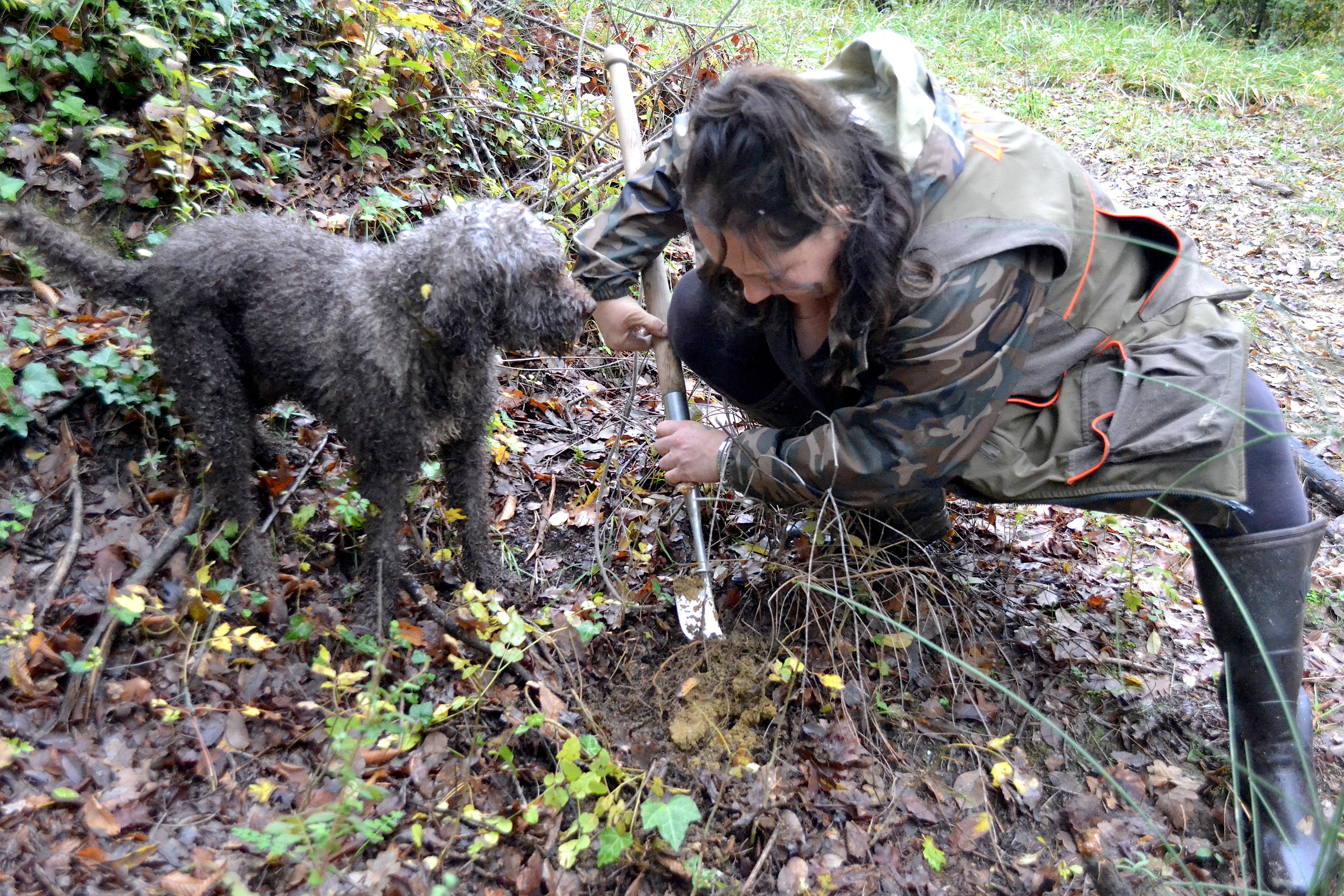 San Miniato: Truffle Hunting, Food, and Gourmet Experience - 2026 (Verified Reviews)
