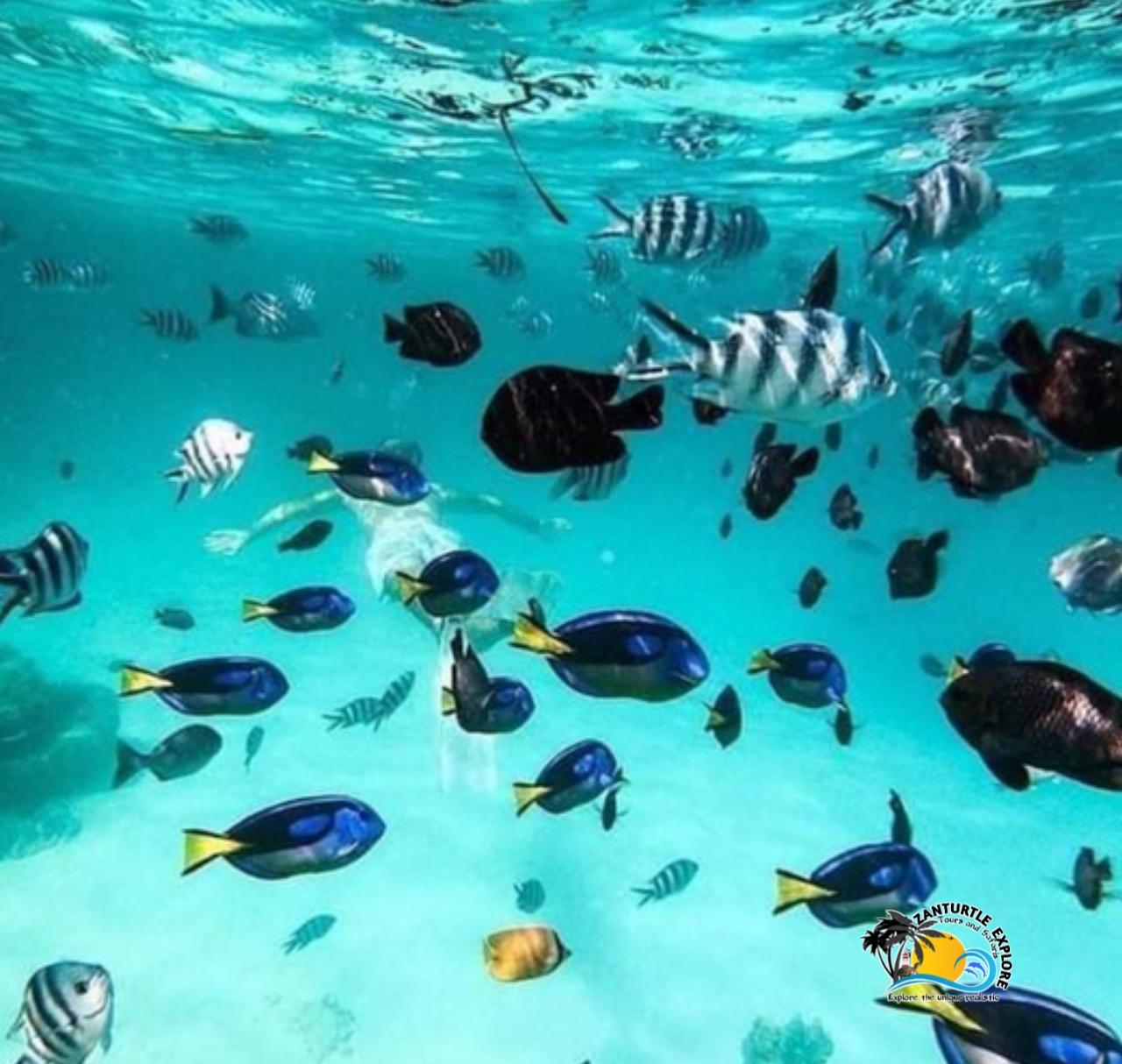 Private Zanzibar Blue Lagoon & Starfish Beach Excursion