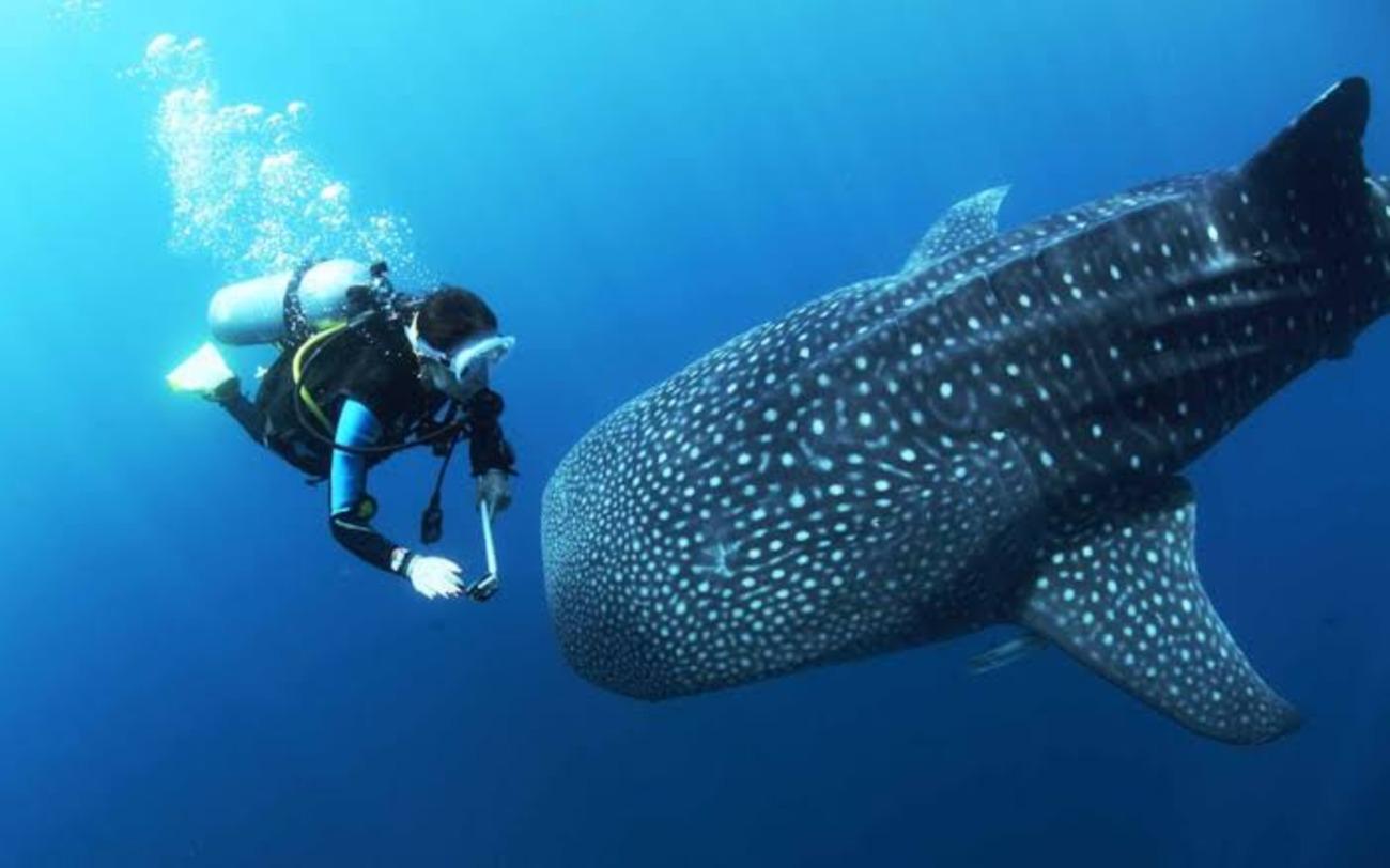 Oslob Whale Shark Scuba Diving & Sumilon Sanctuary