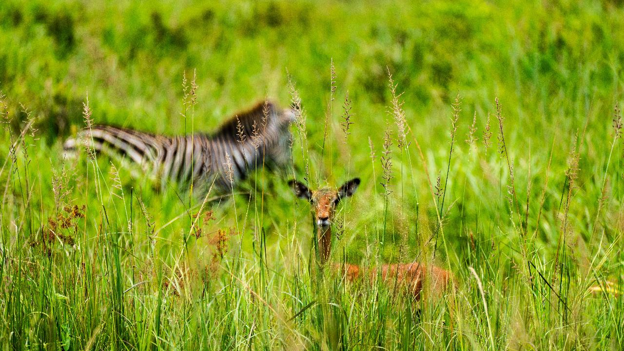 Zanzibar to Mikumi: Fly-In Safari Day Trip with Bush Lunch
