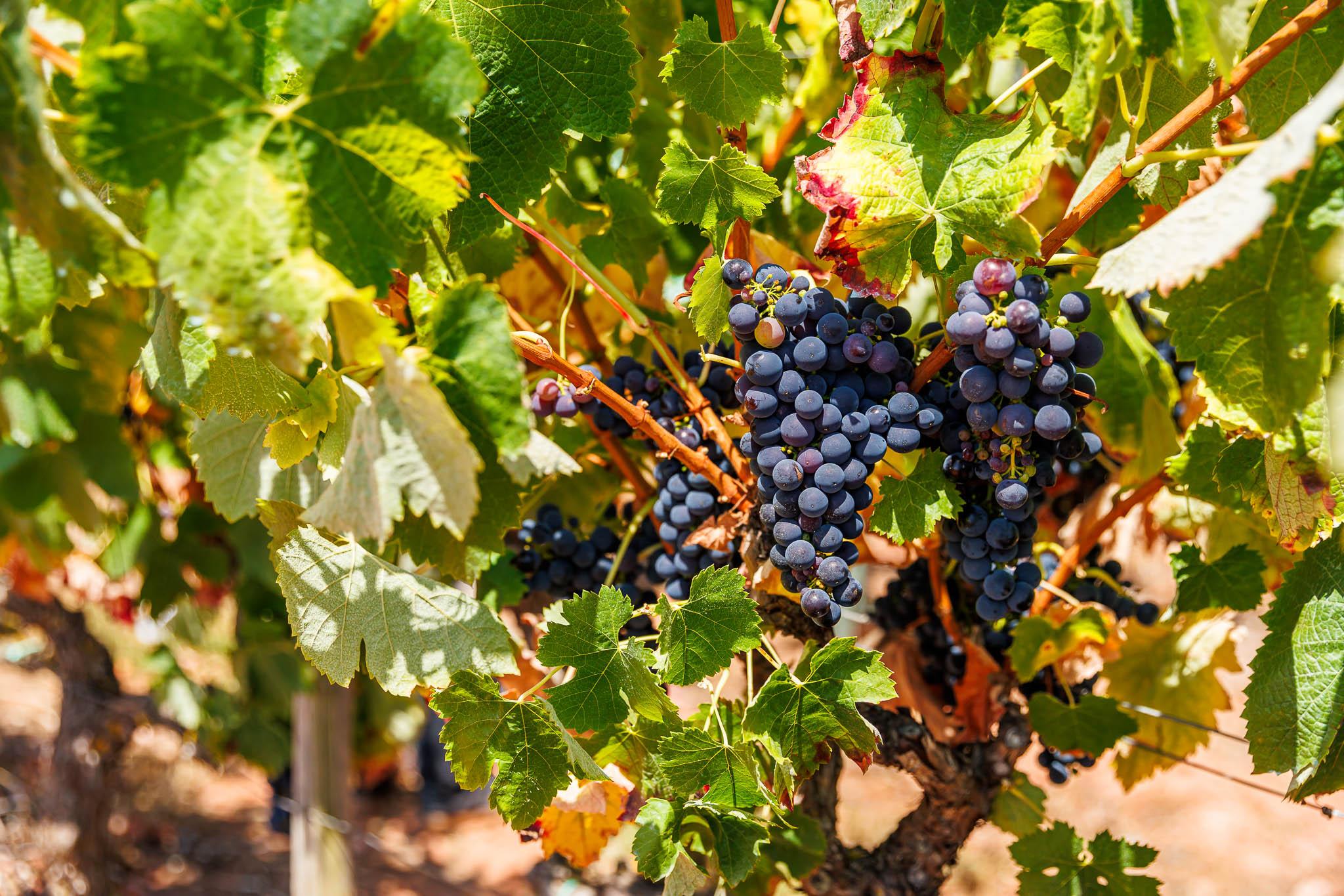 wine tour in Azeitão — photo 2