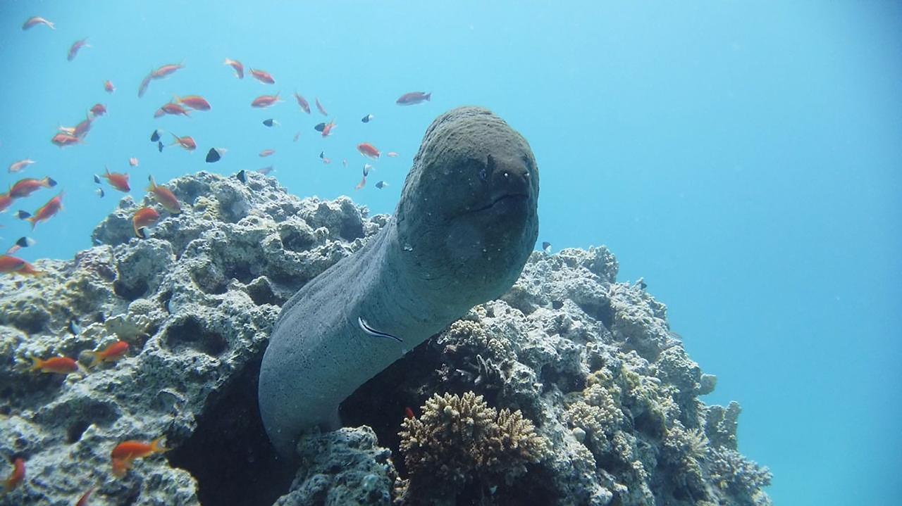 Sharm el-Sheikh: White Island & Ras Mohamed National Park Snorkeling Day Trip