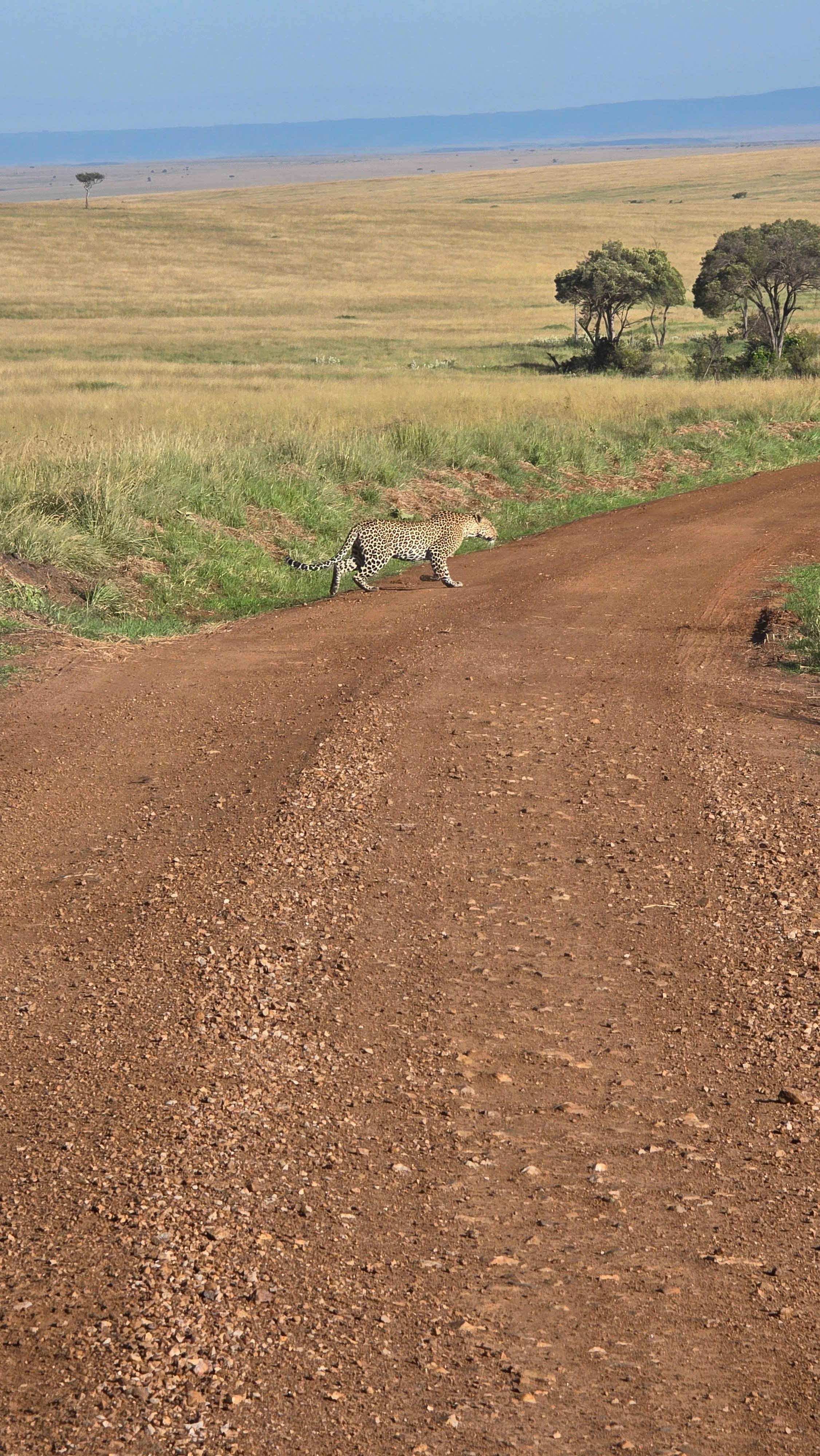 3-Day Maasai Mara Safari by 4WD Landcruiser from Nairobi