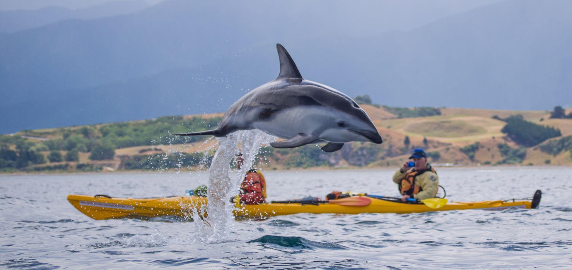 Kaikōura Peninsula Day Trip with Guided Sea Kayaking