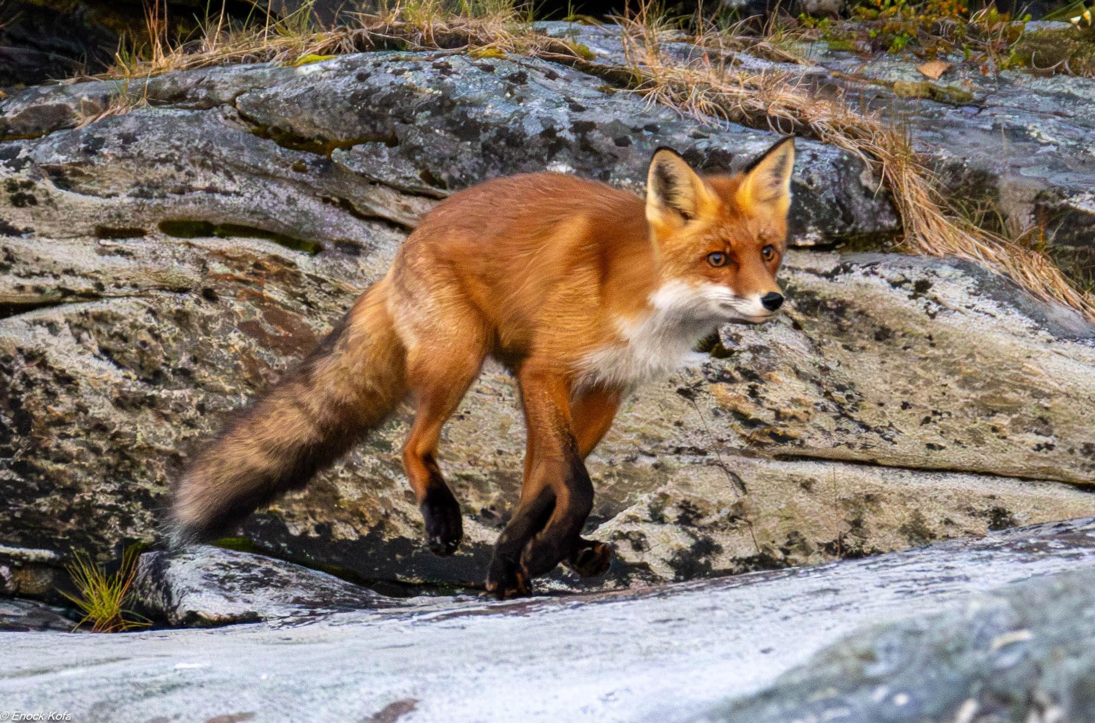 Arctic Fjord Cruise & Fishing Experience