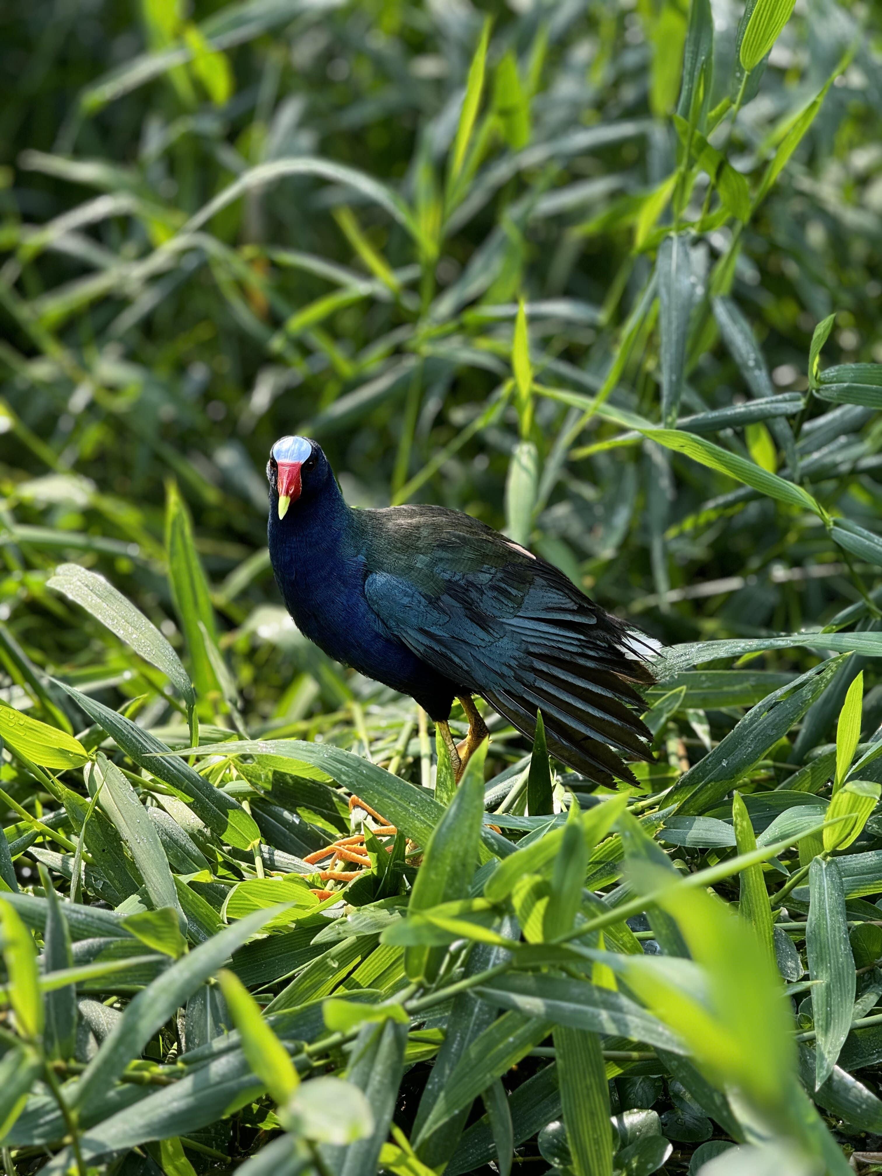 Tortuguero Canal Wildlife Boat Tour
