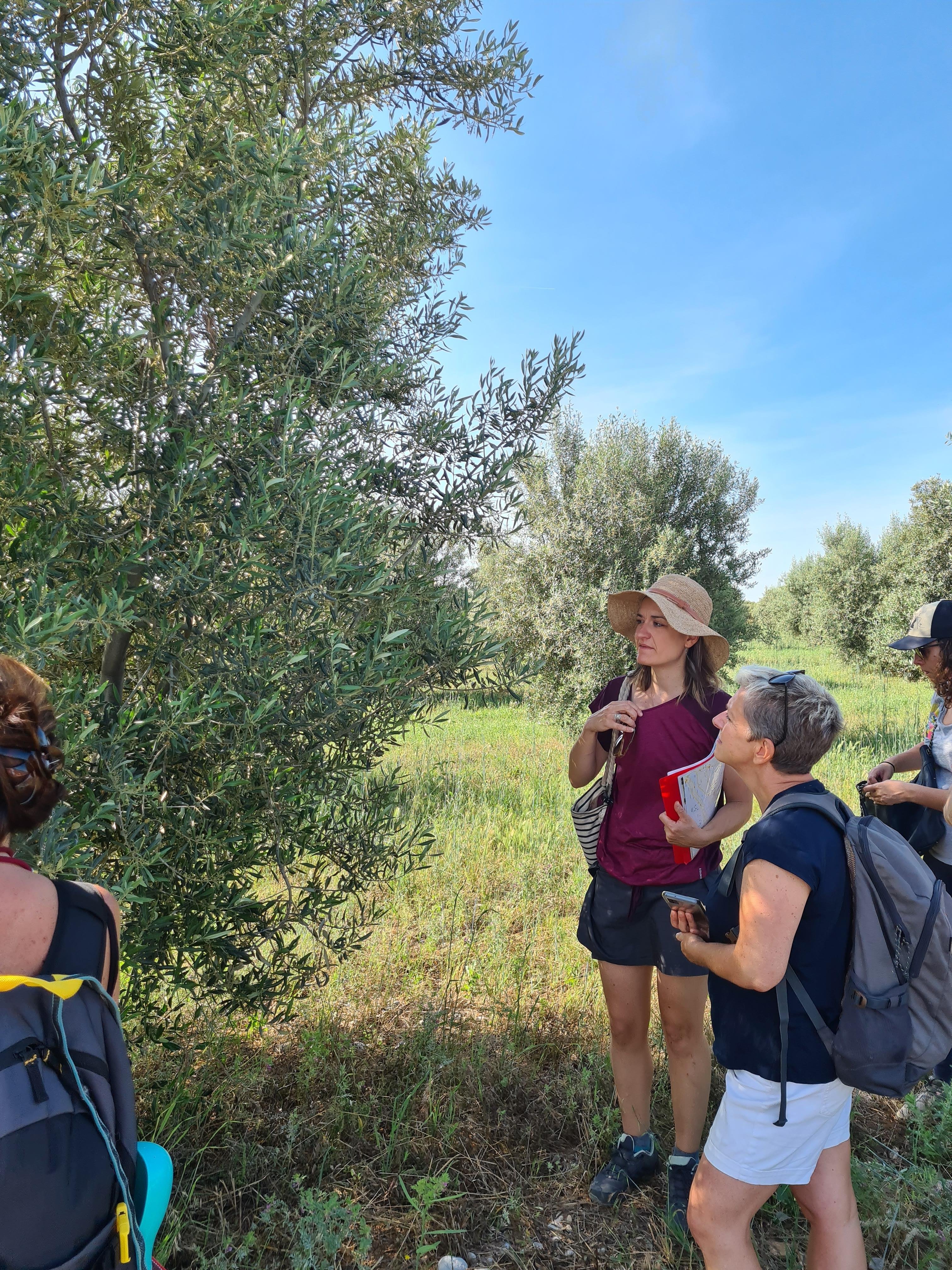 Valensole lavender fields in Provence — guided lavender tour photo 6