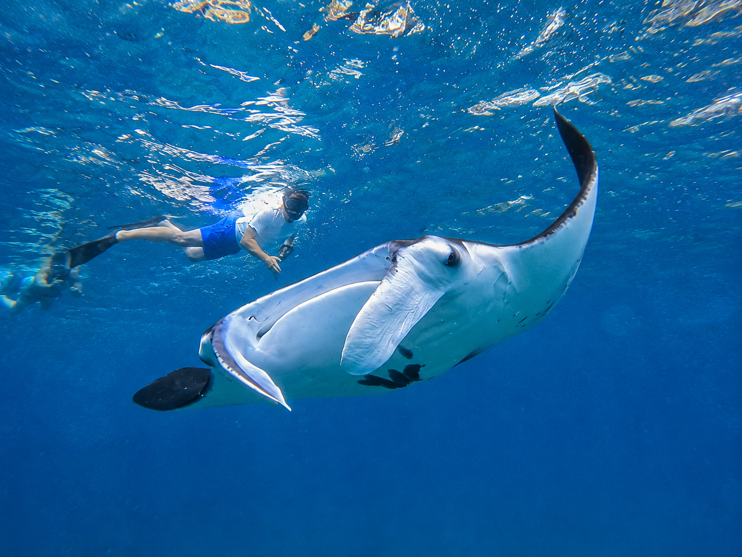 Private Snorkeling Adventure with Manta Rays