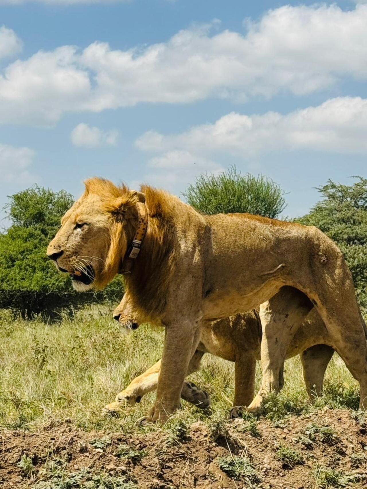 Nairobi National Park 5-Hour 4x4 Wildlife Safari