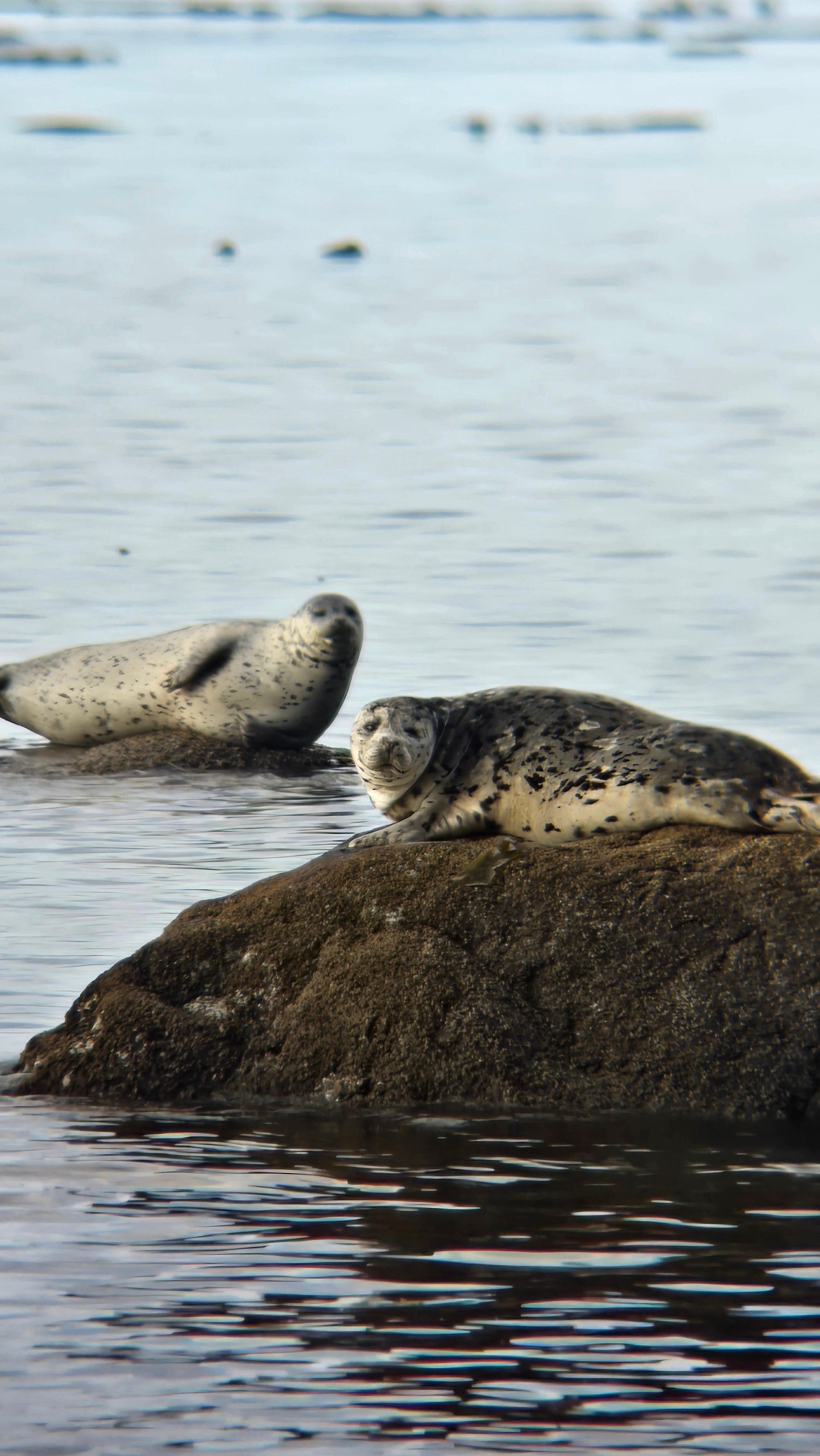 Victoria West Coast Seals Picnic, Rainforest and Waterfall