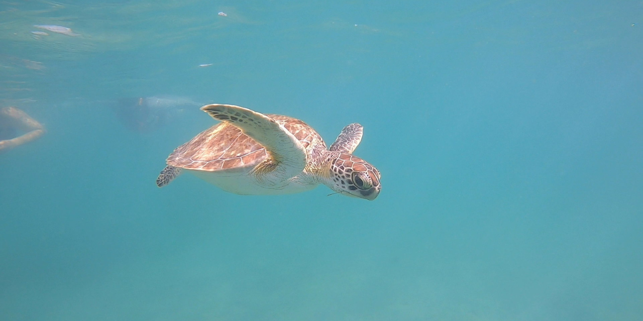 San Juan Shore Snorkeling with Turtles & Free Videos