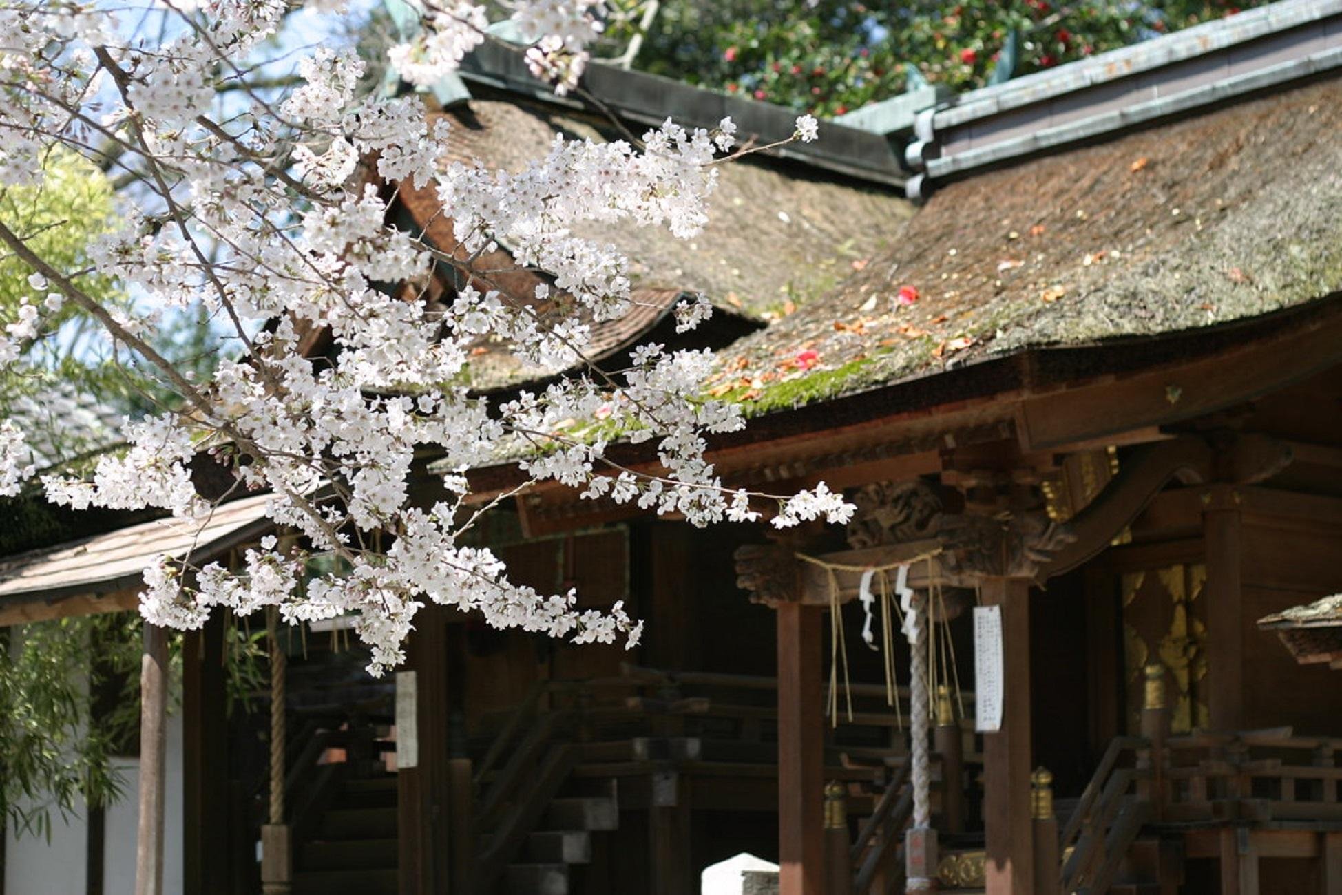 Kyoto Imperial Palace & Nijo Castle Walking Tour