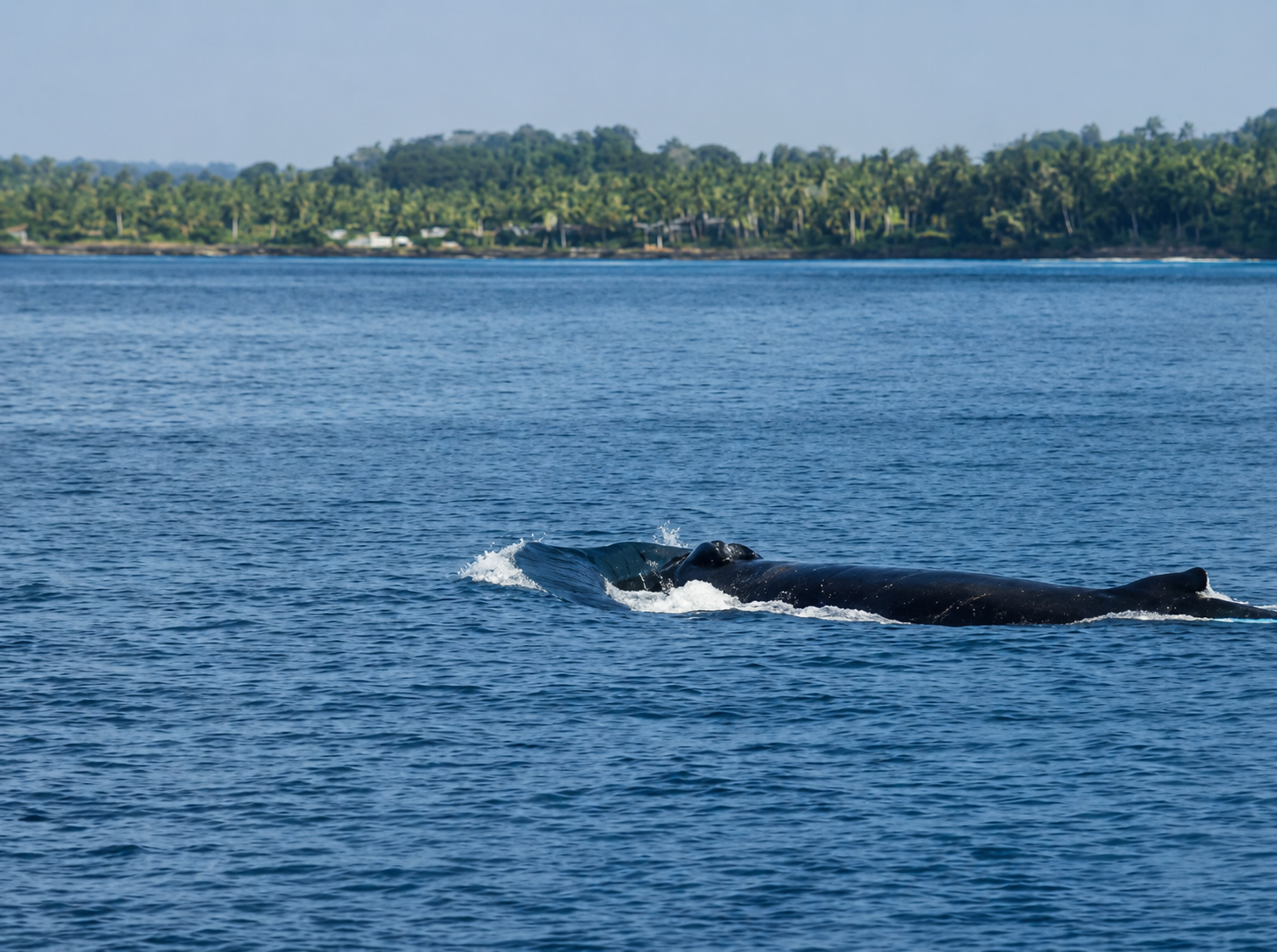 Mirissa Blue Whale Safari & Turtle Snorkeling Adventure