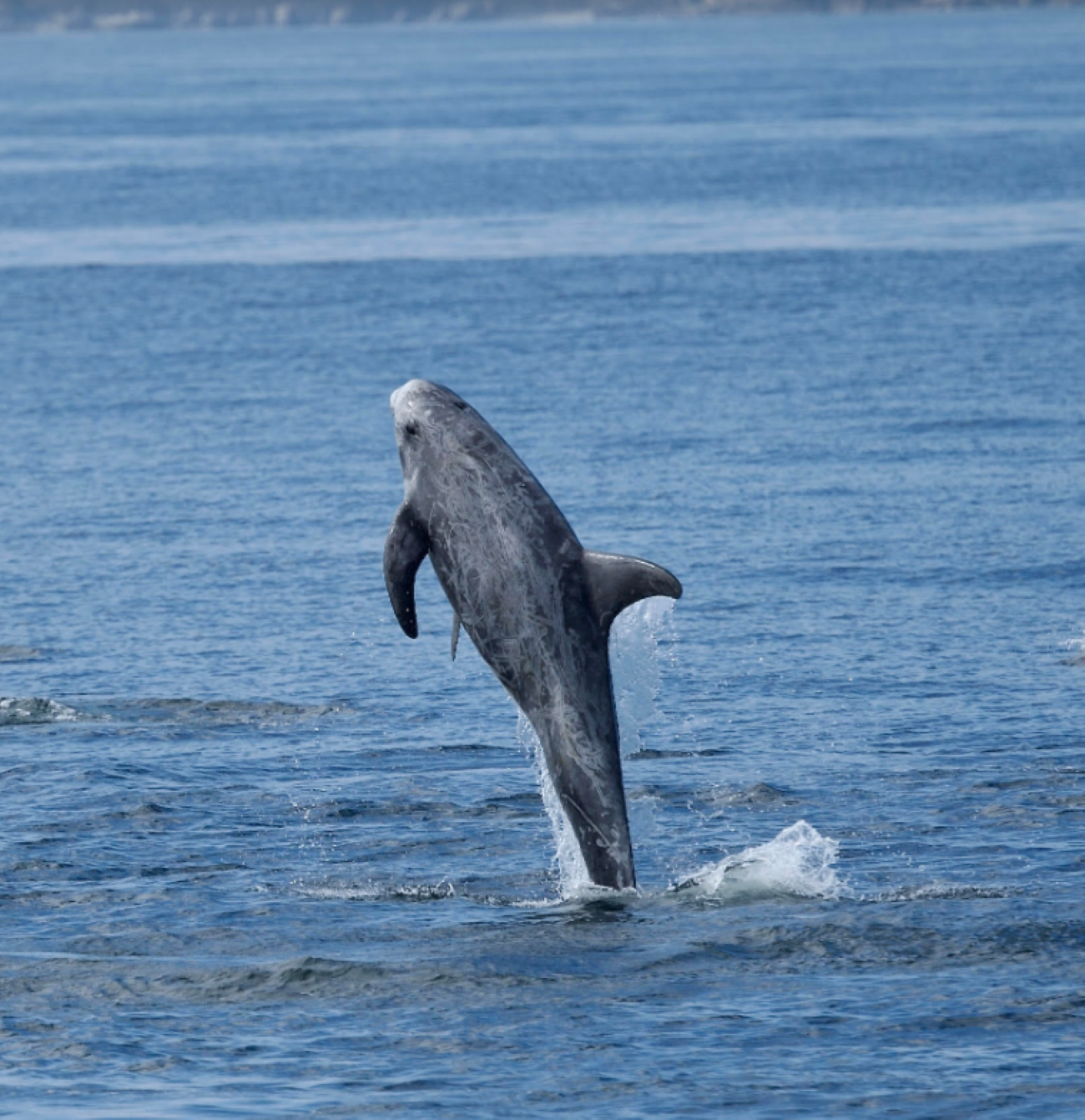 Lanzarote Sea Safari: Whale & Dolphin Watching
