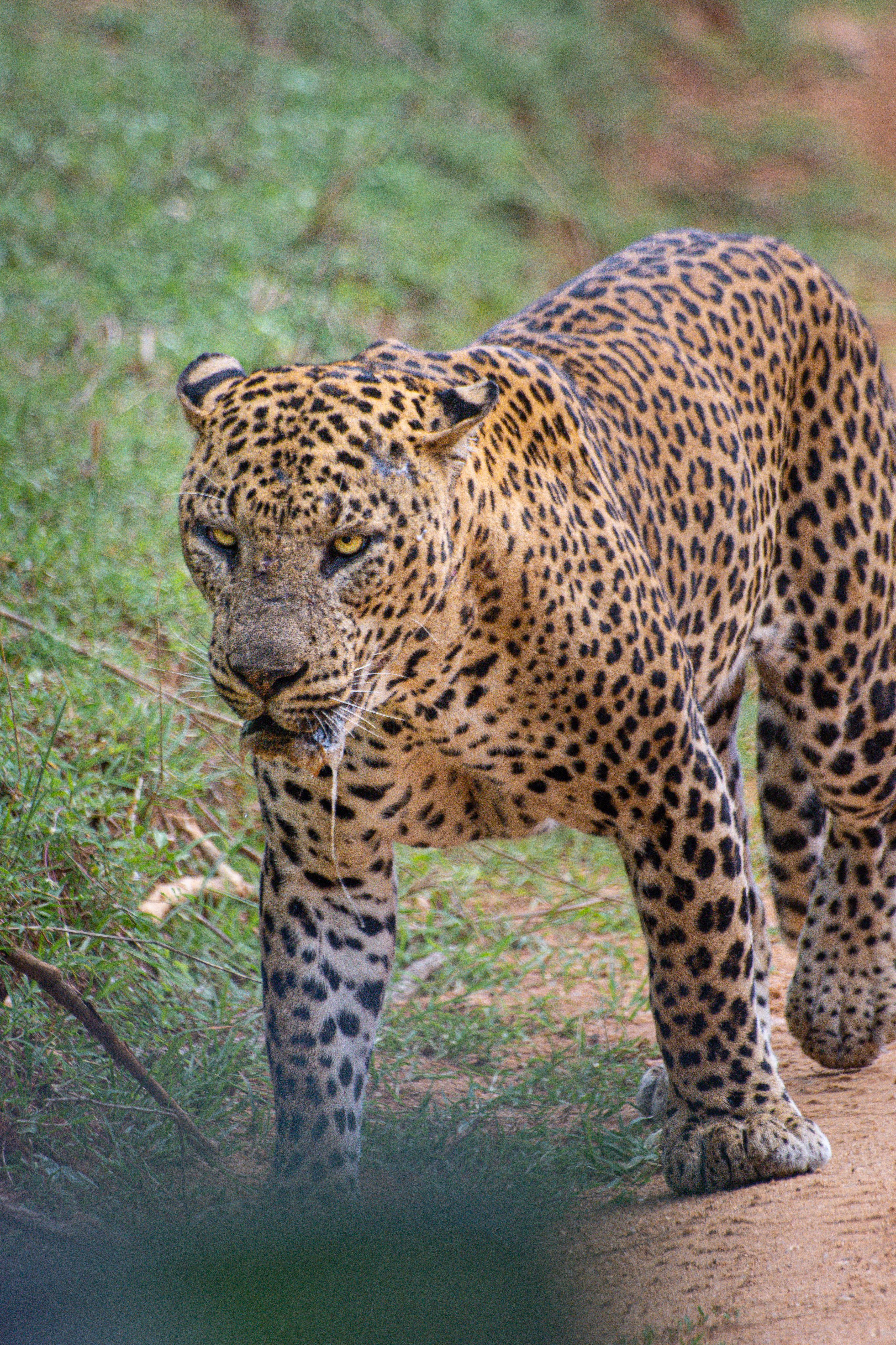 Wilpattu National park - Morning or Afternoon Safari - 2026 (Verified Reviews)