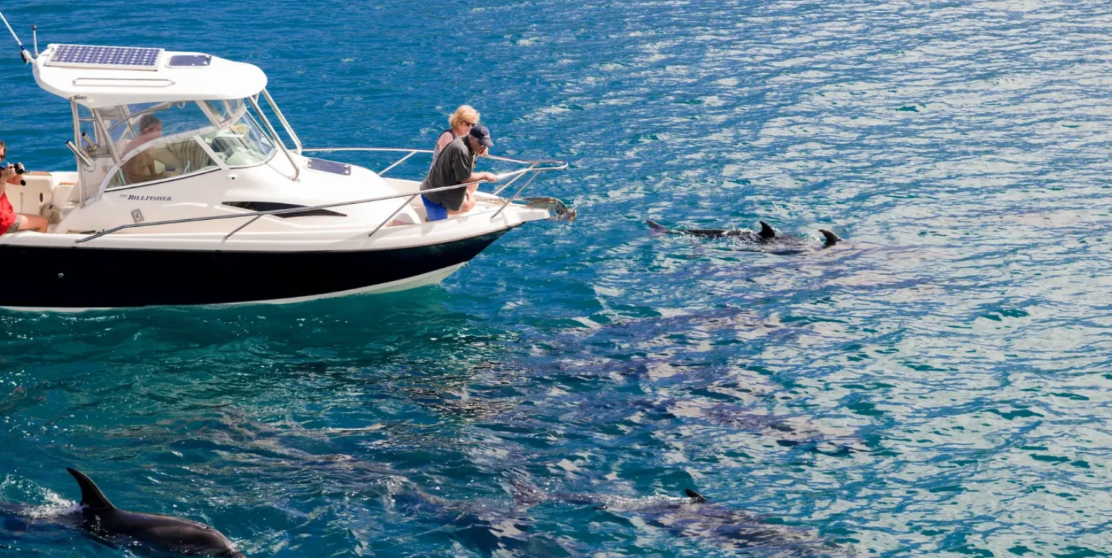 Private Speedboat to Tiran Island with Snorkeling