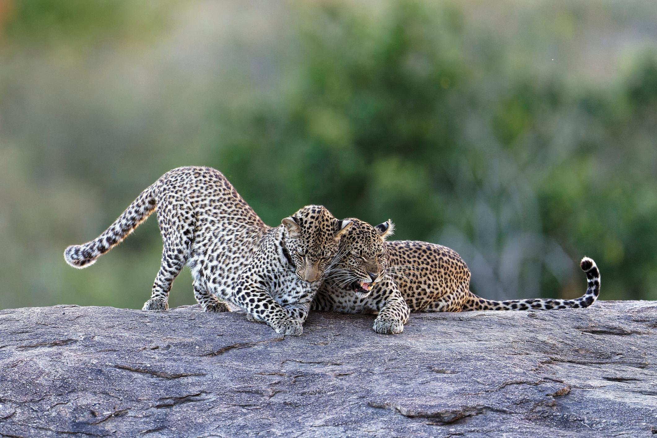 Yala National Park Safari Expedition