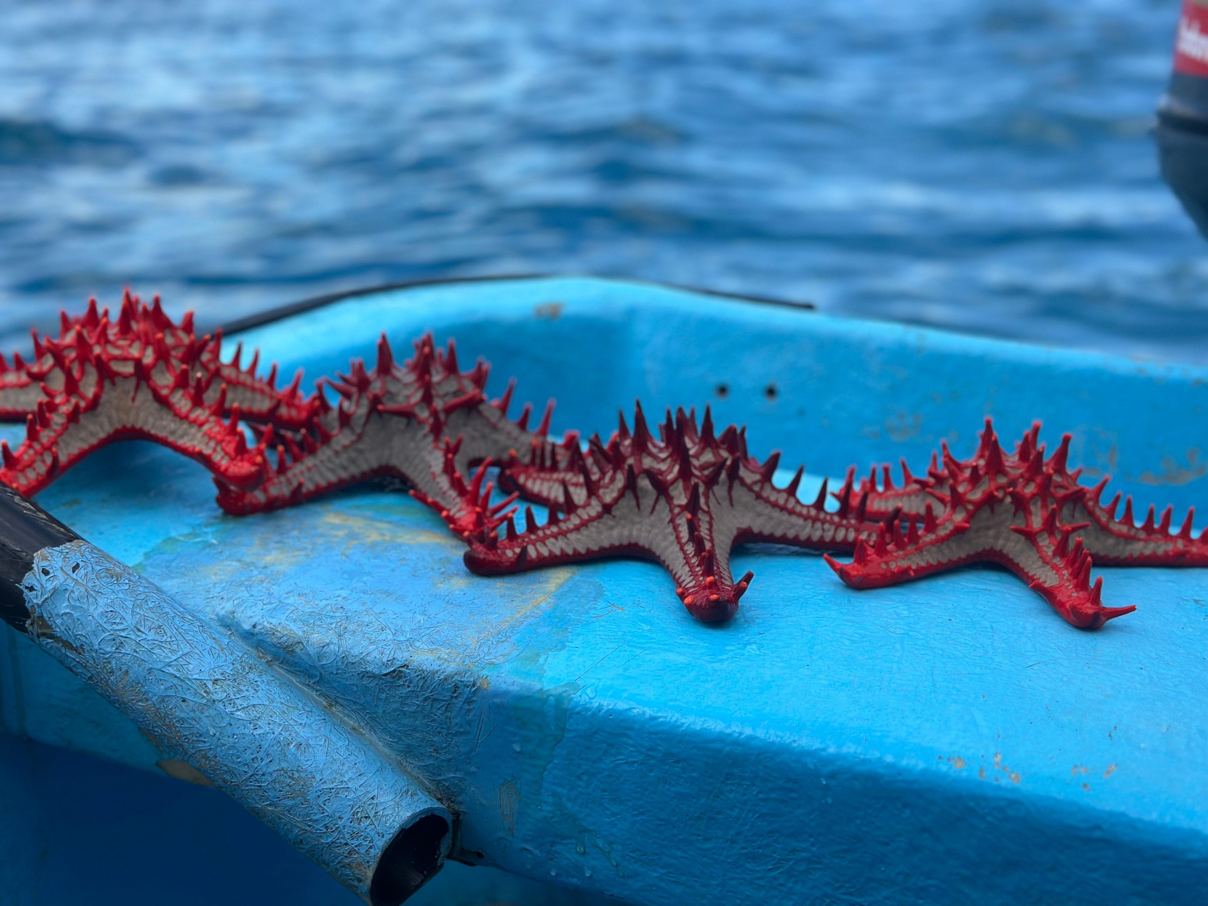 Zanzibar: Mnemba Island Dolphin Swim & Snorkel Adventure