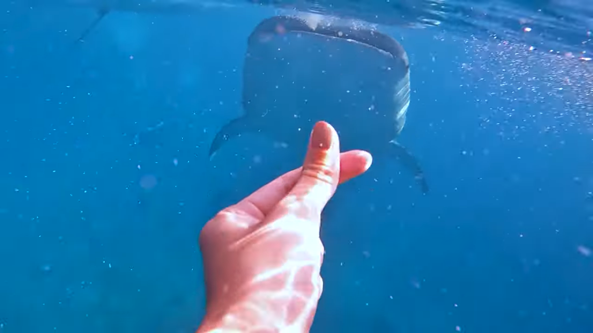 Oslob Triple Adventure: Whale Sharks, Tumalog Falls & Sumilon Island