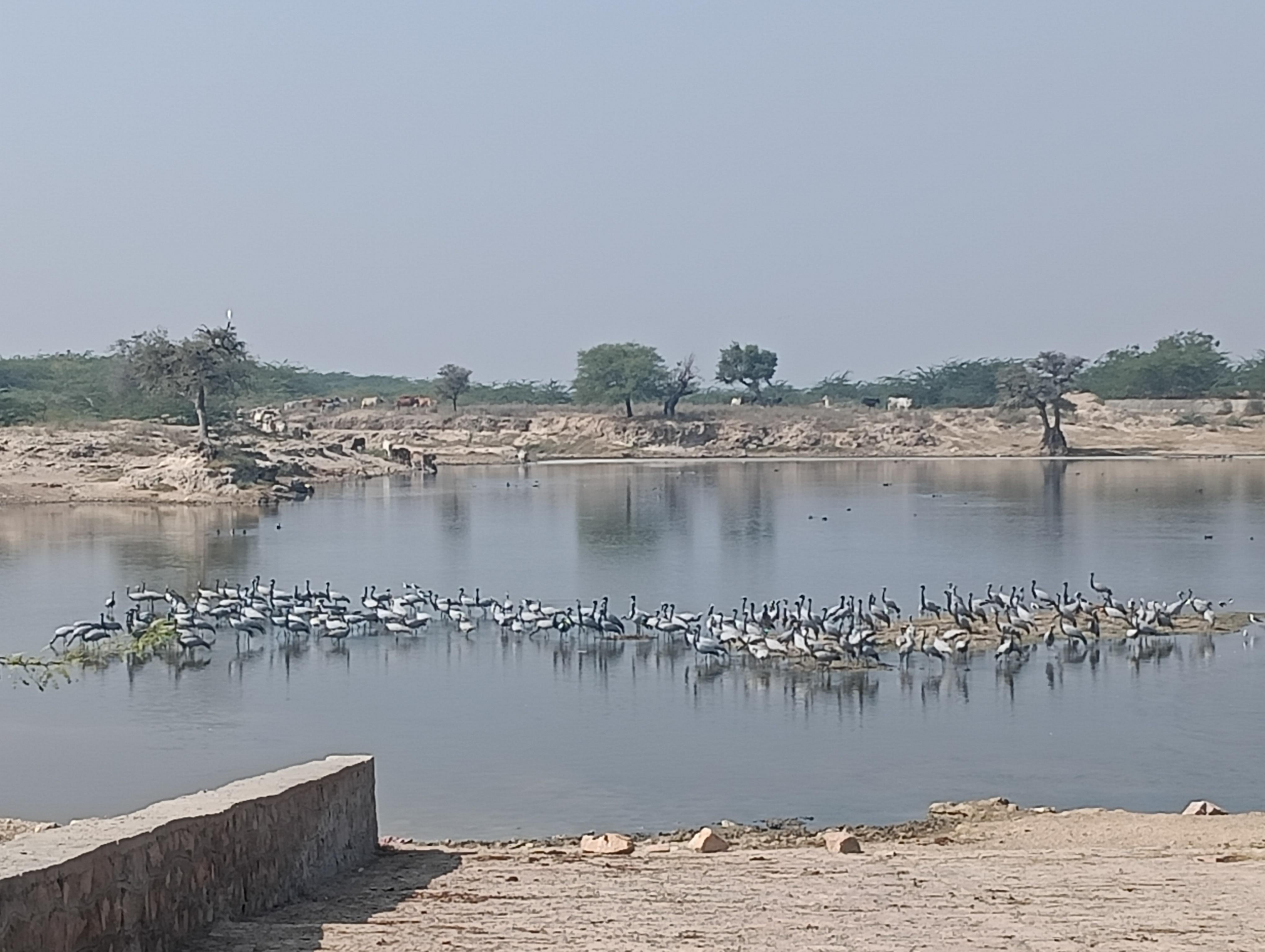 Bishnoi Village Cultural Jeep Safari