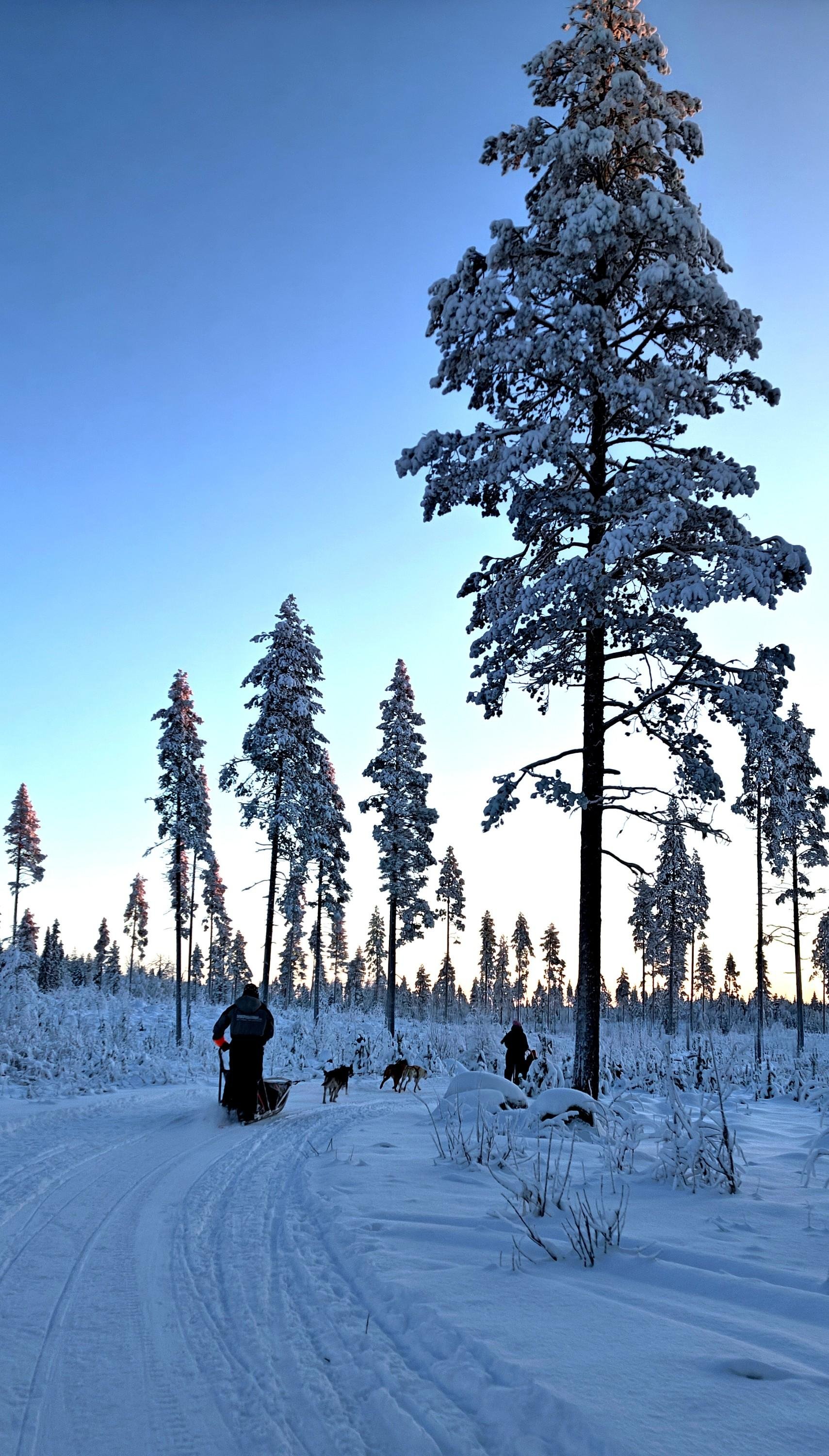 Rovaniemi Husky Safari with Transfers & Fireside BBQ