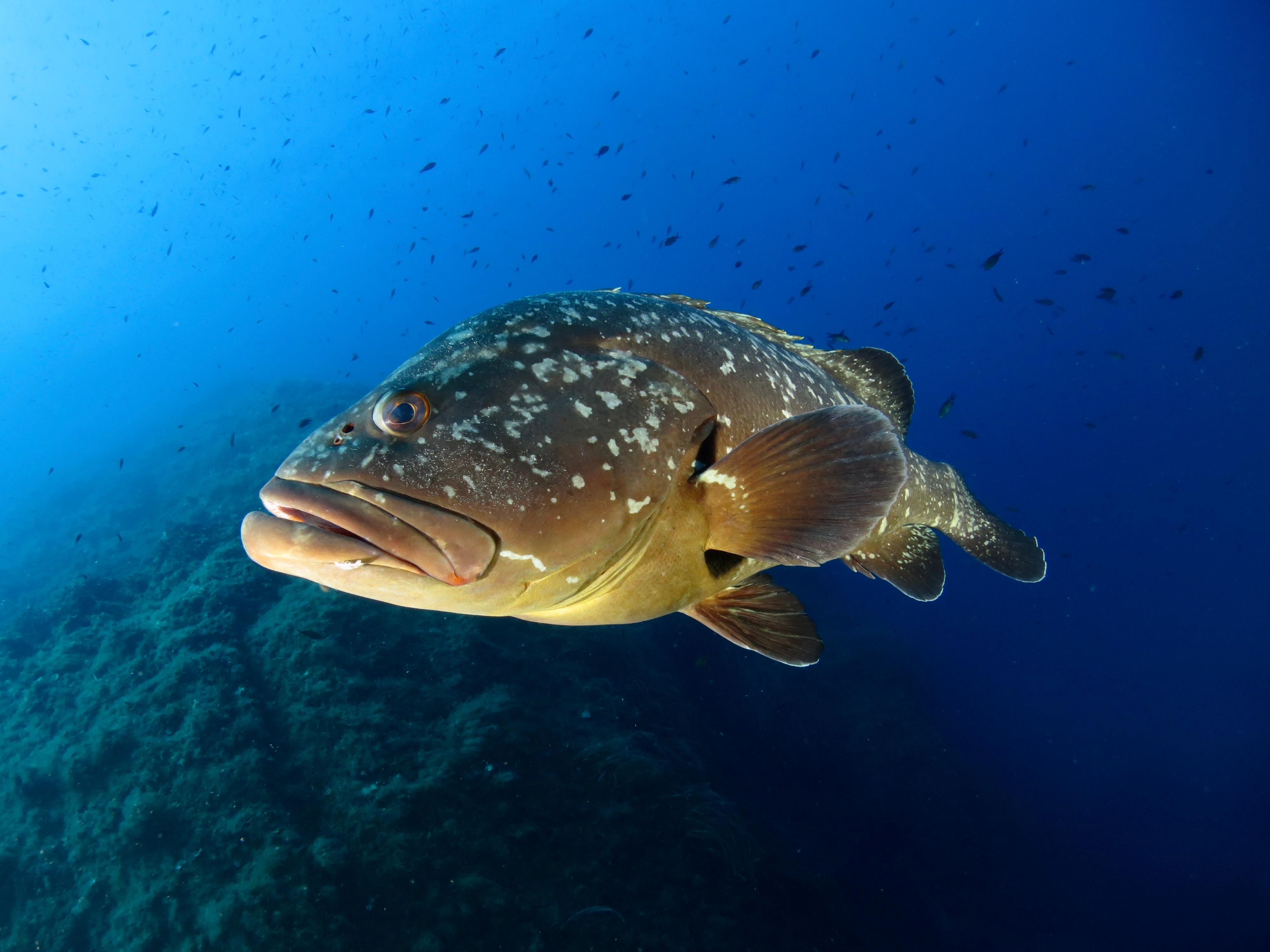 Elba Island Scuba Diving Adventure with Boat Trip