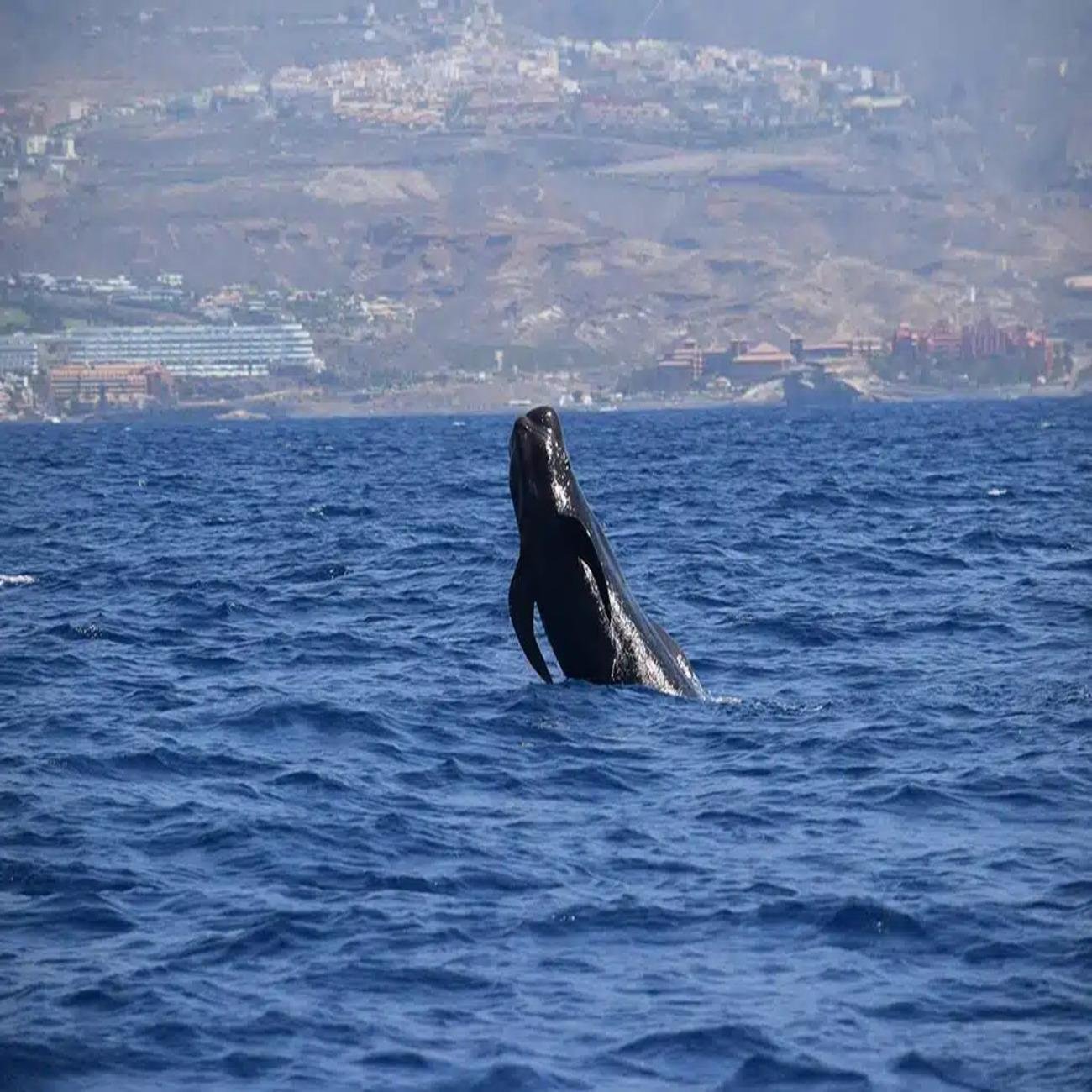 Tenerife Eco-Yacht Whale & Dolphin Watching Cruise