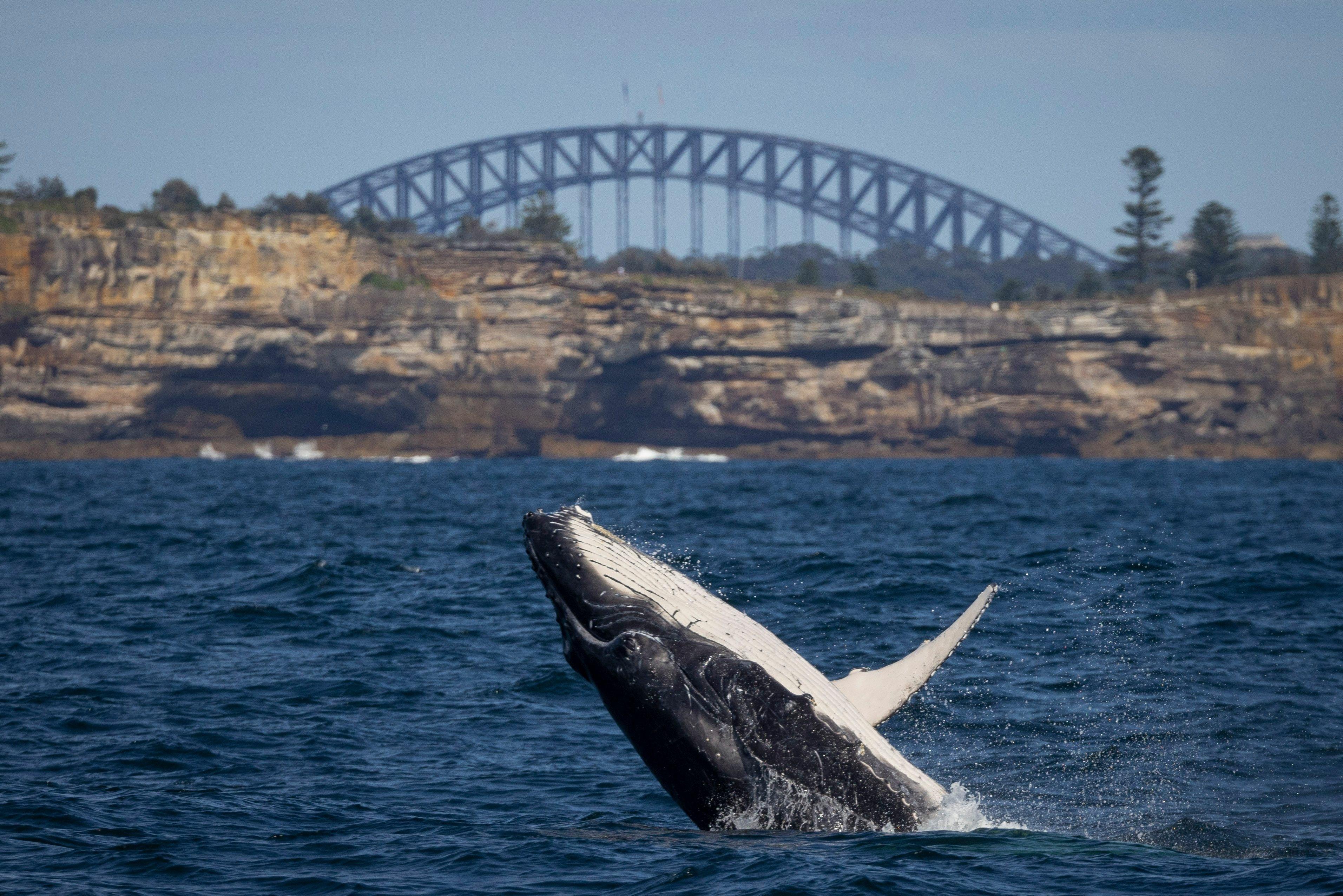 Whale Watching Cruise & Taronga Zoo Experience