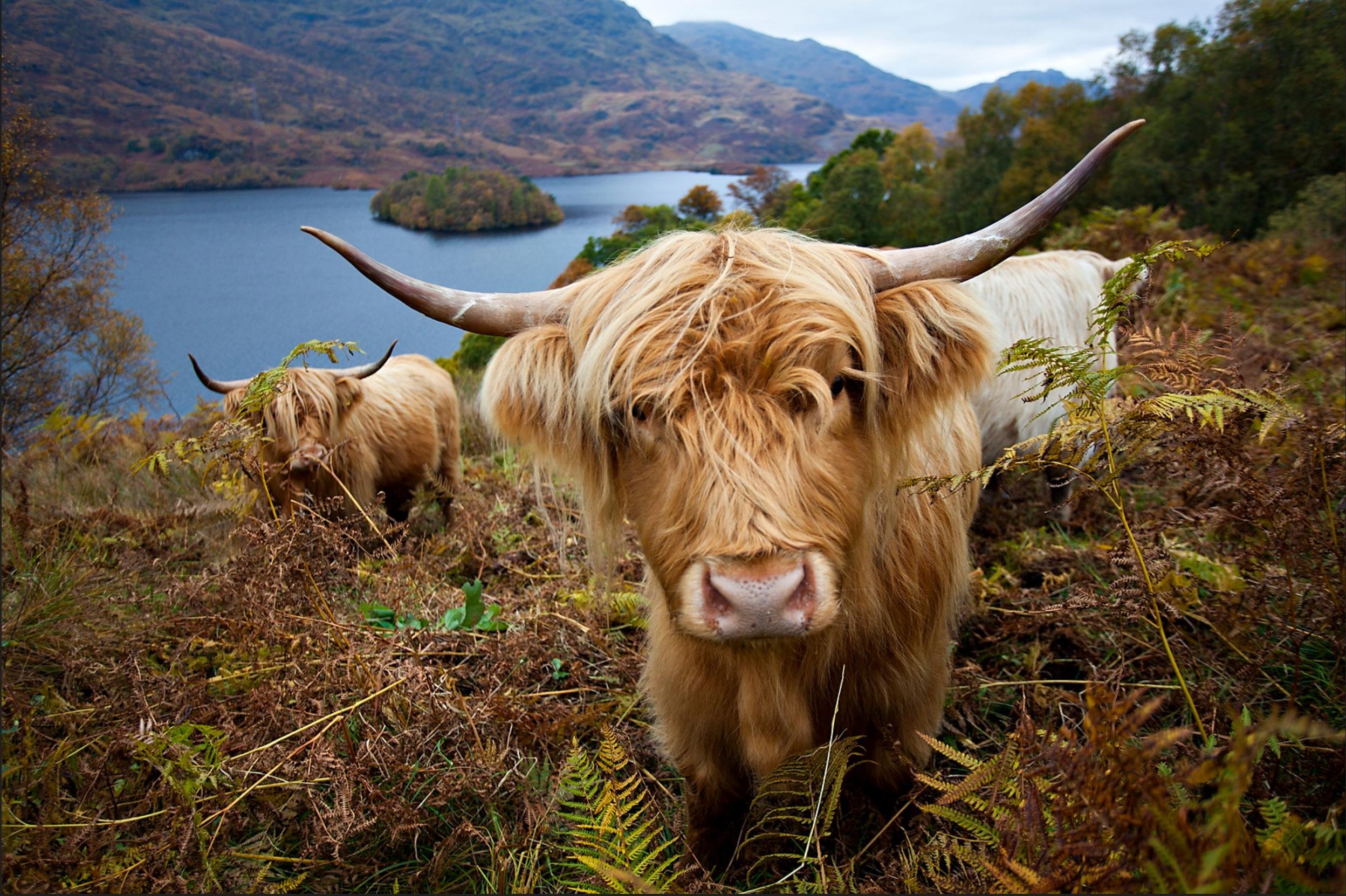 Private Scottish Highlands Tour with Loch Lomond Cruise