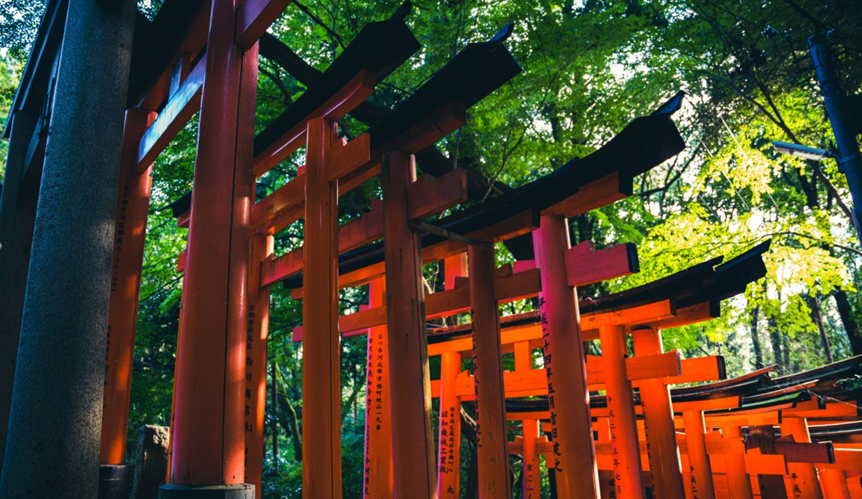 Kyoto Early Bird: Fushimi Inari, Nijo Castle & Kinkaku-ji