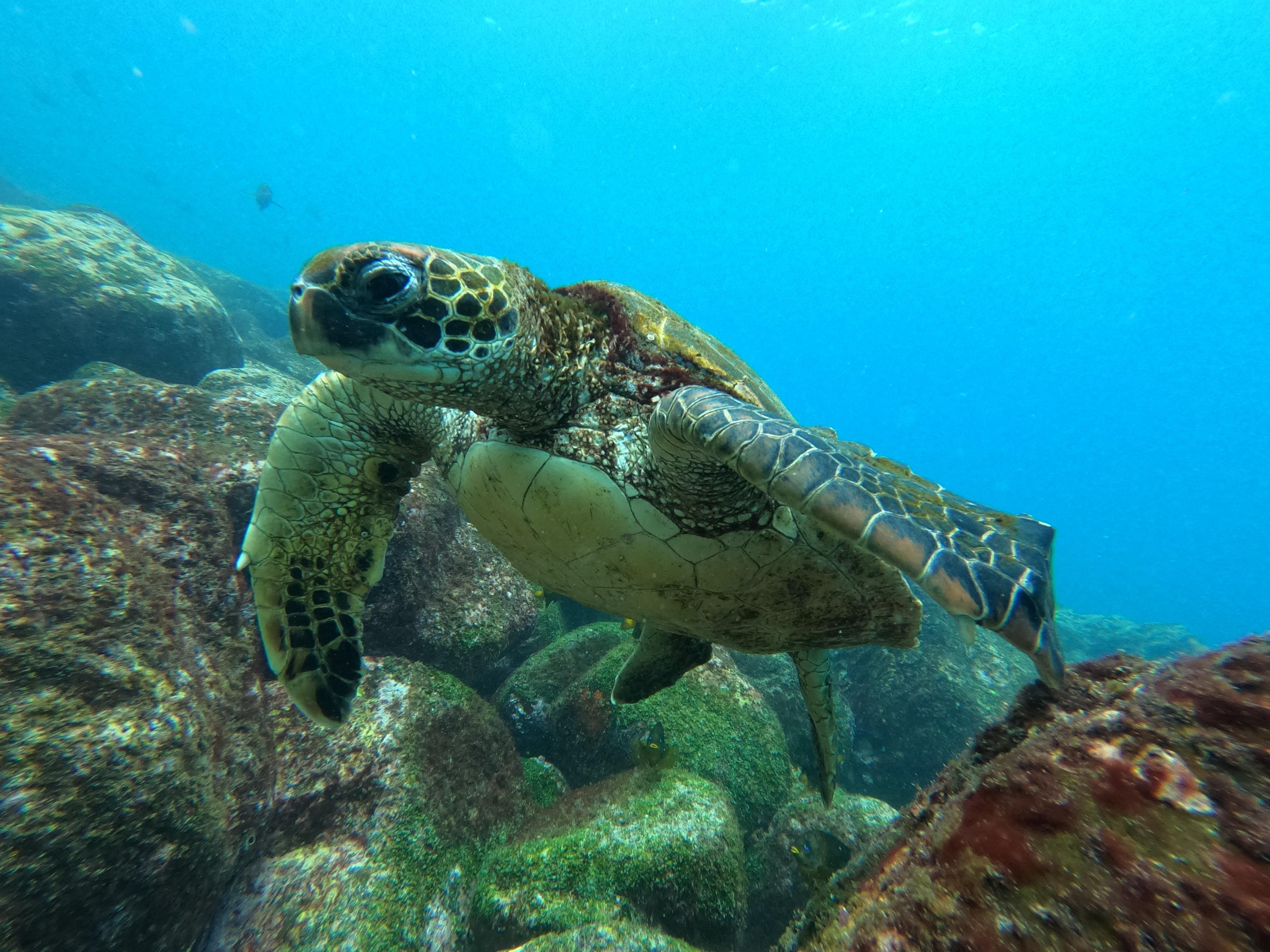 Isabela Island & Tintorera Islet Expedition from Puerto Ayora