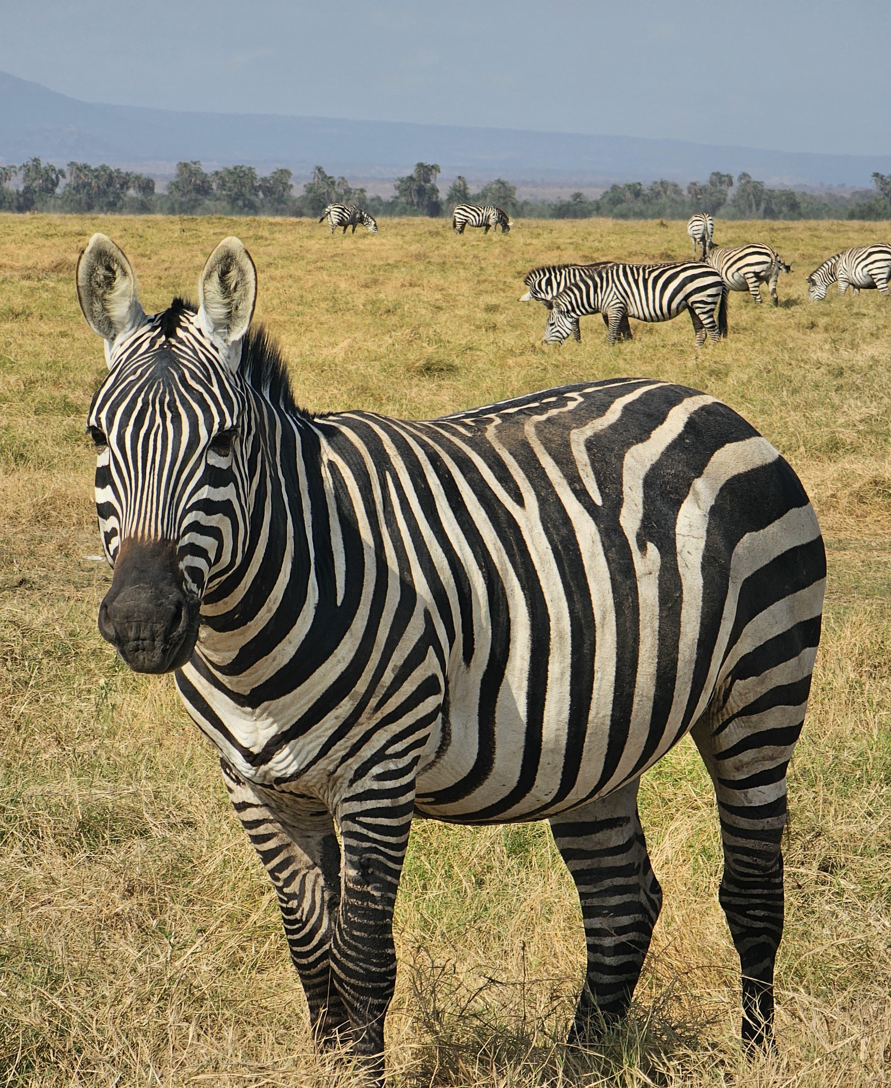 3-Day Masai Mara Safari Adventure from Nairobi
