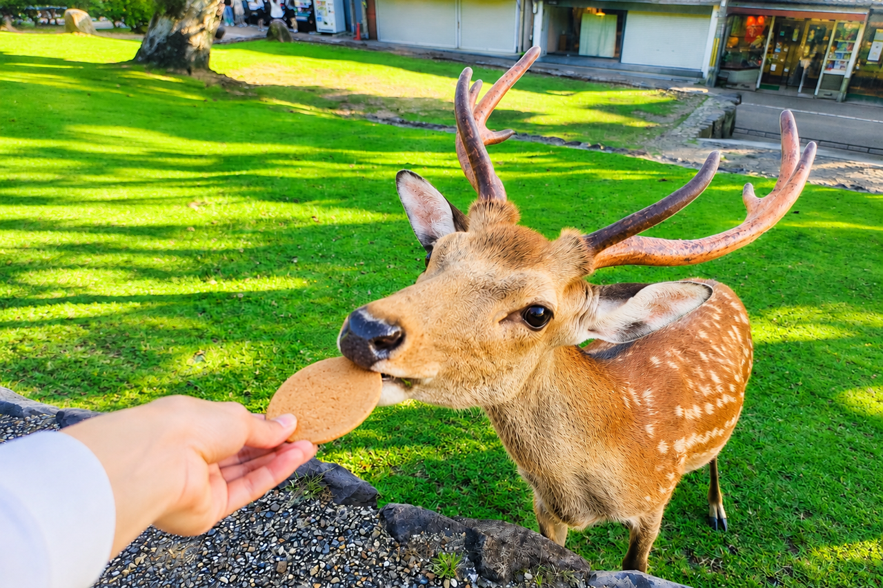 Kyoto & Nara Highlights Bus Tour from Osaka or Kyoto