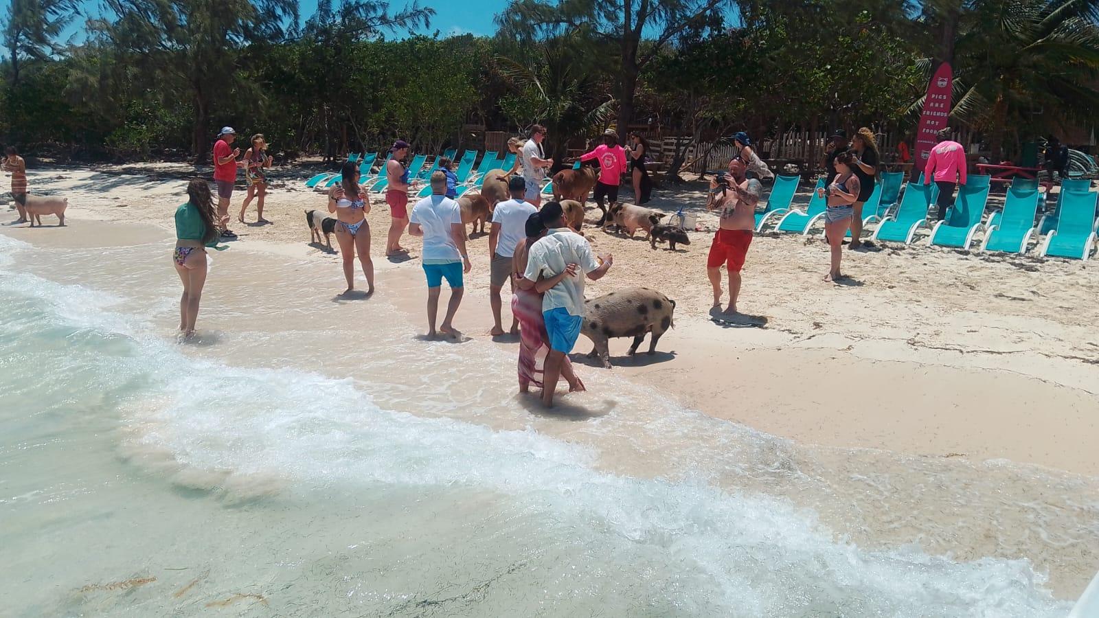 Bahamas Swimming Pigs, Snorkeling & Rum Cruise