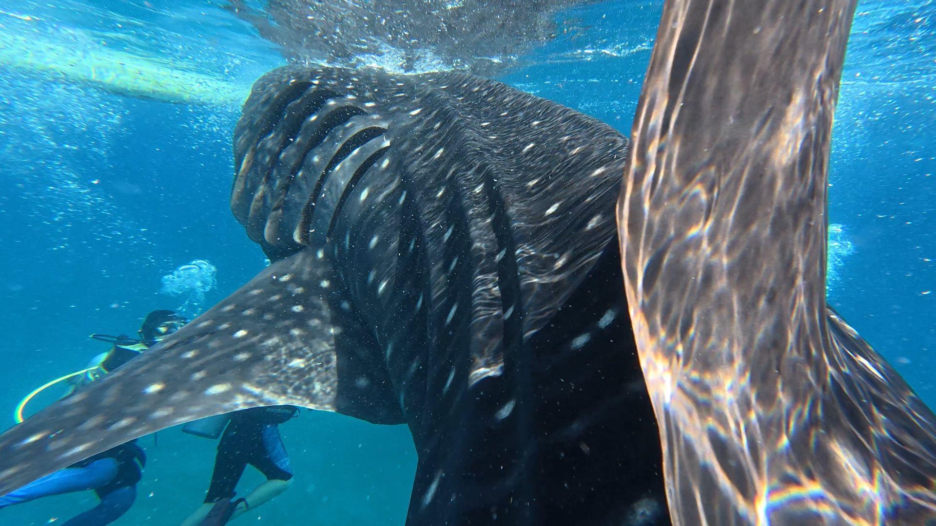 Private Oslob Whale Shark Expedition from Cebu