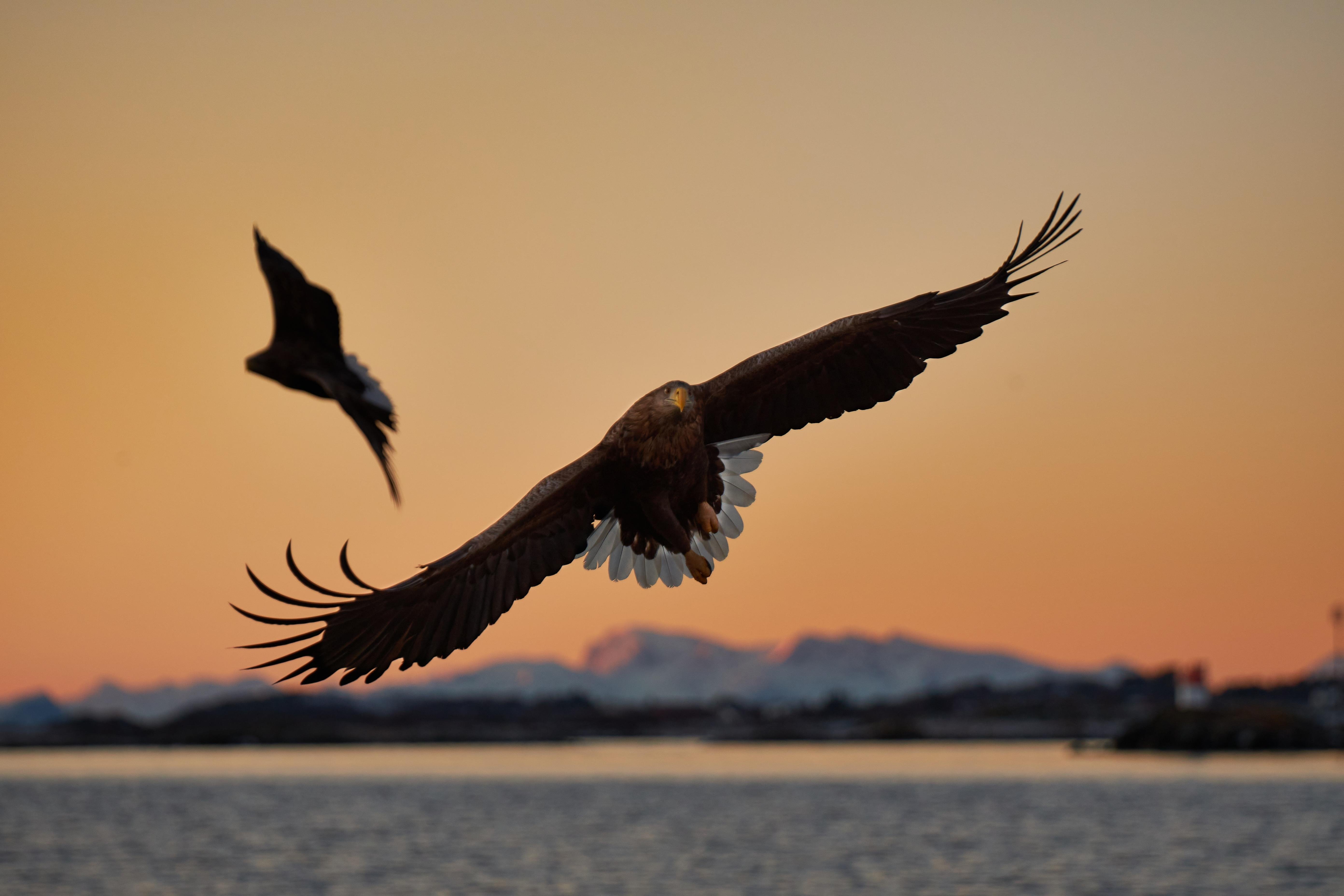 Vesterålen RIB Boat Eagle & Wildlife Safari