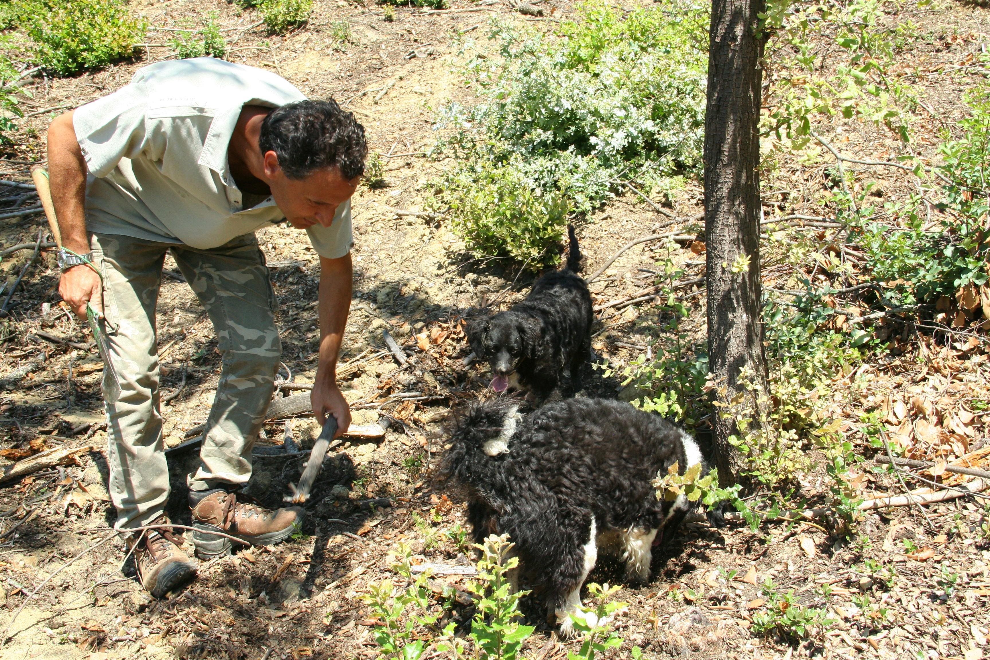 Truffle hunting day trip from Florence Tuscany — image 3