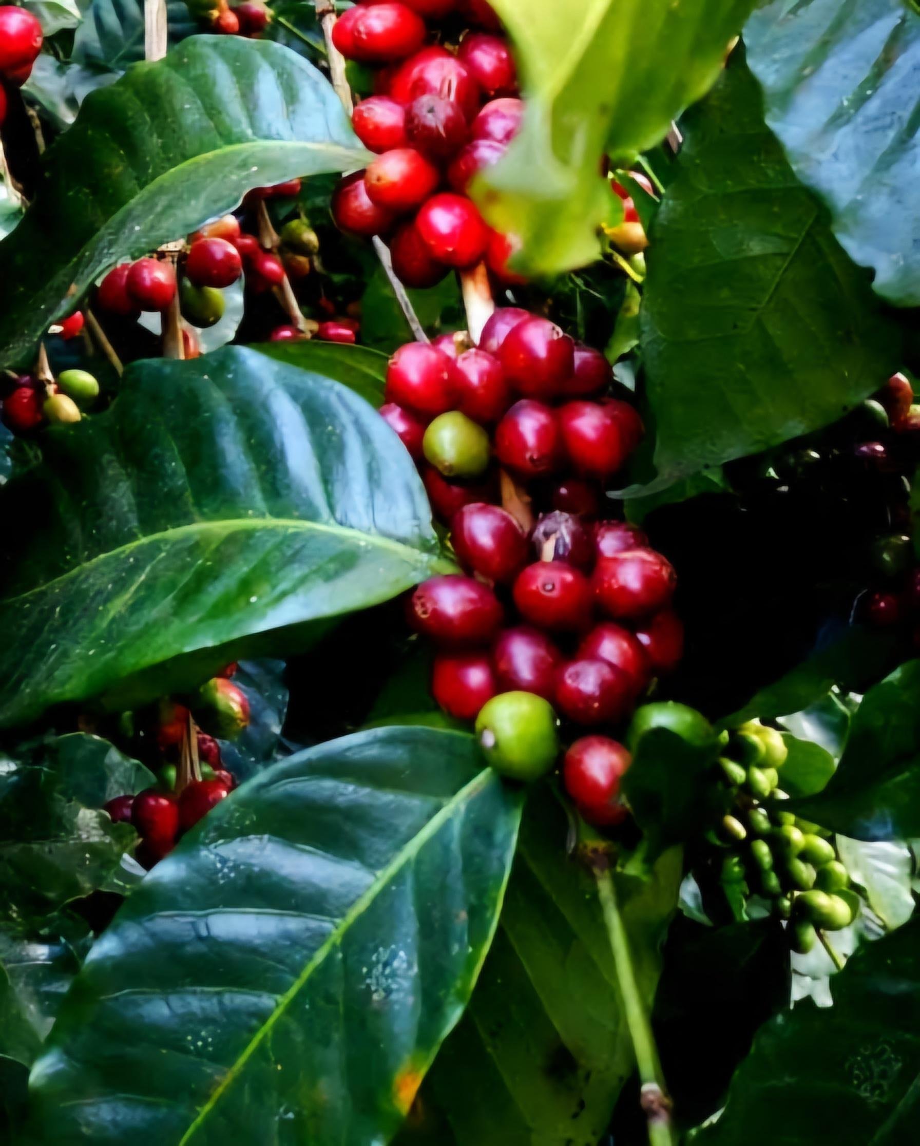 Minca Eco-Hike: Waterfall, Coffee & Chocolate Experience