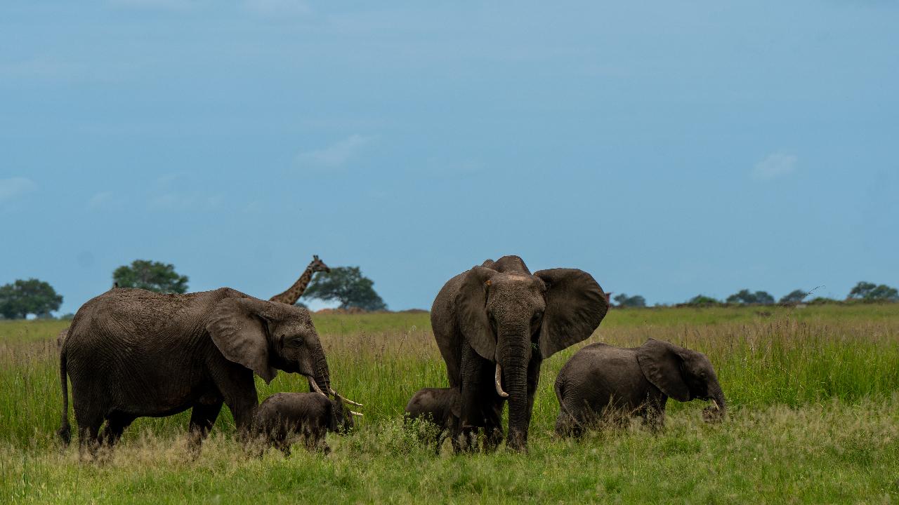 Zanzibar to Mikumi: Fly-In Safari Day Trip with Bush Lunch
