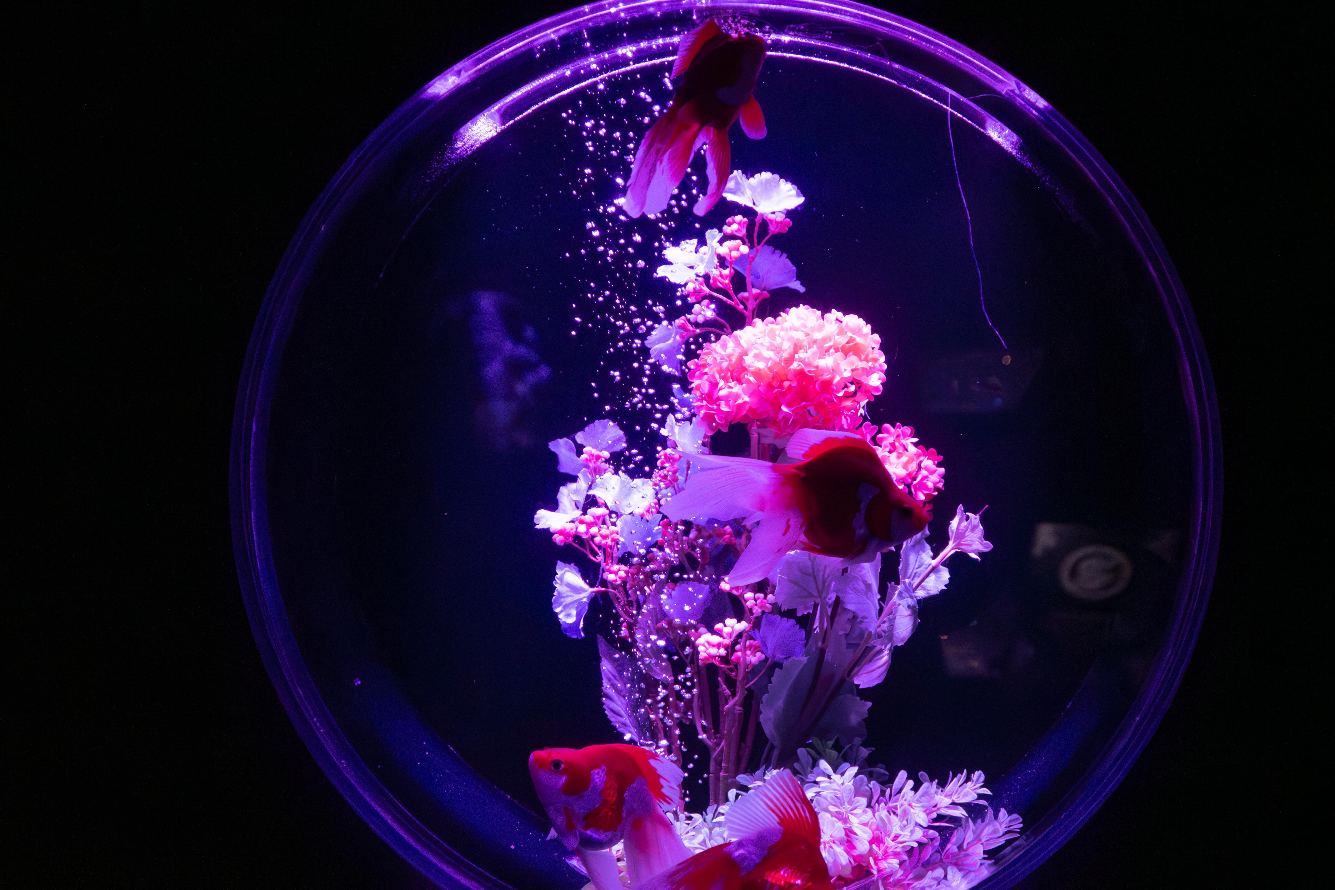 Tokyo Art Aquarium Museum GINZA Admission Ticket