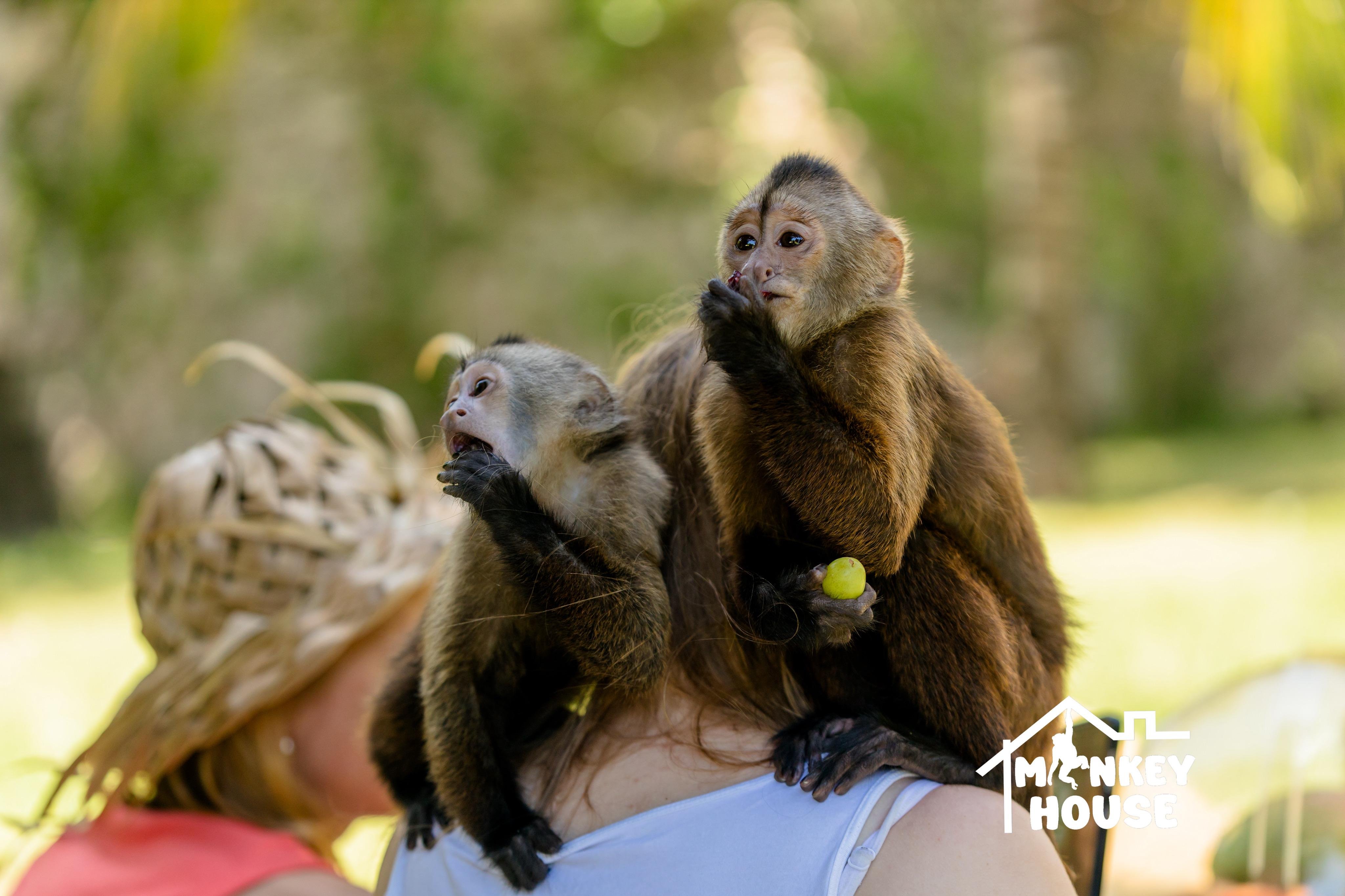 Monkey House VIP – Punta Cana Nature & Wildlife Experience