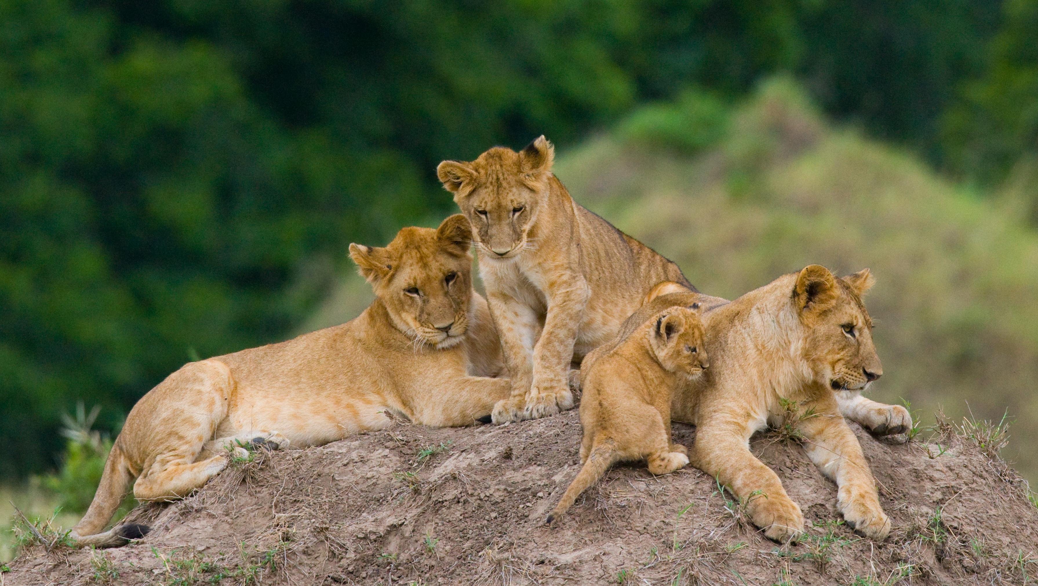 Half-Day Nairobi National Park Safari with Hotel Transfer