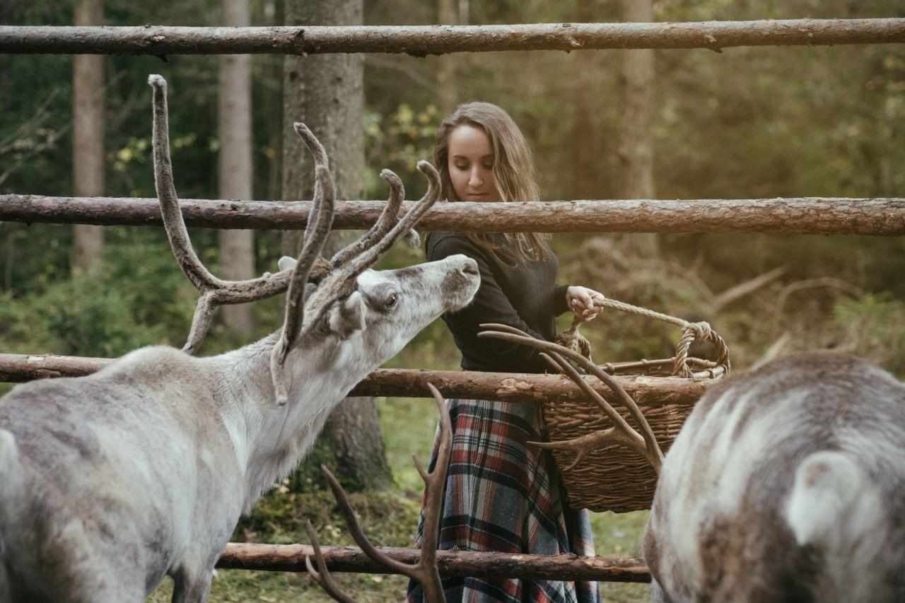 Reindeer Encounter & Sámi Culture at Nuuksio National Park