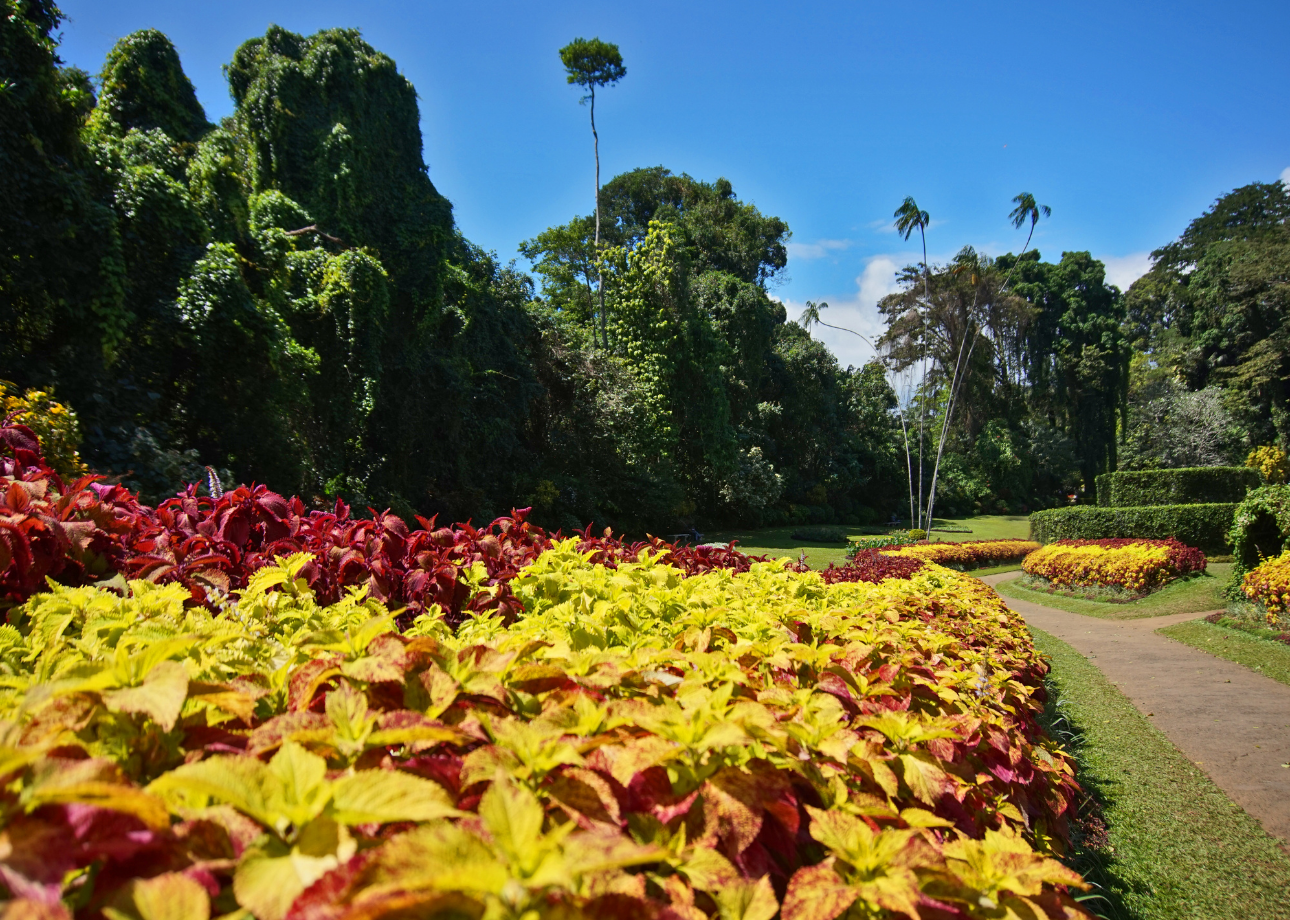 Kandy Heritage & Tea Country Day Trip from Bentota
