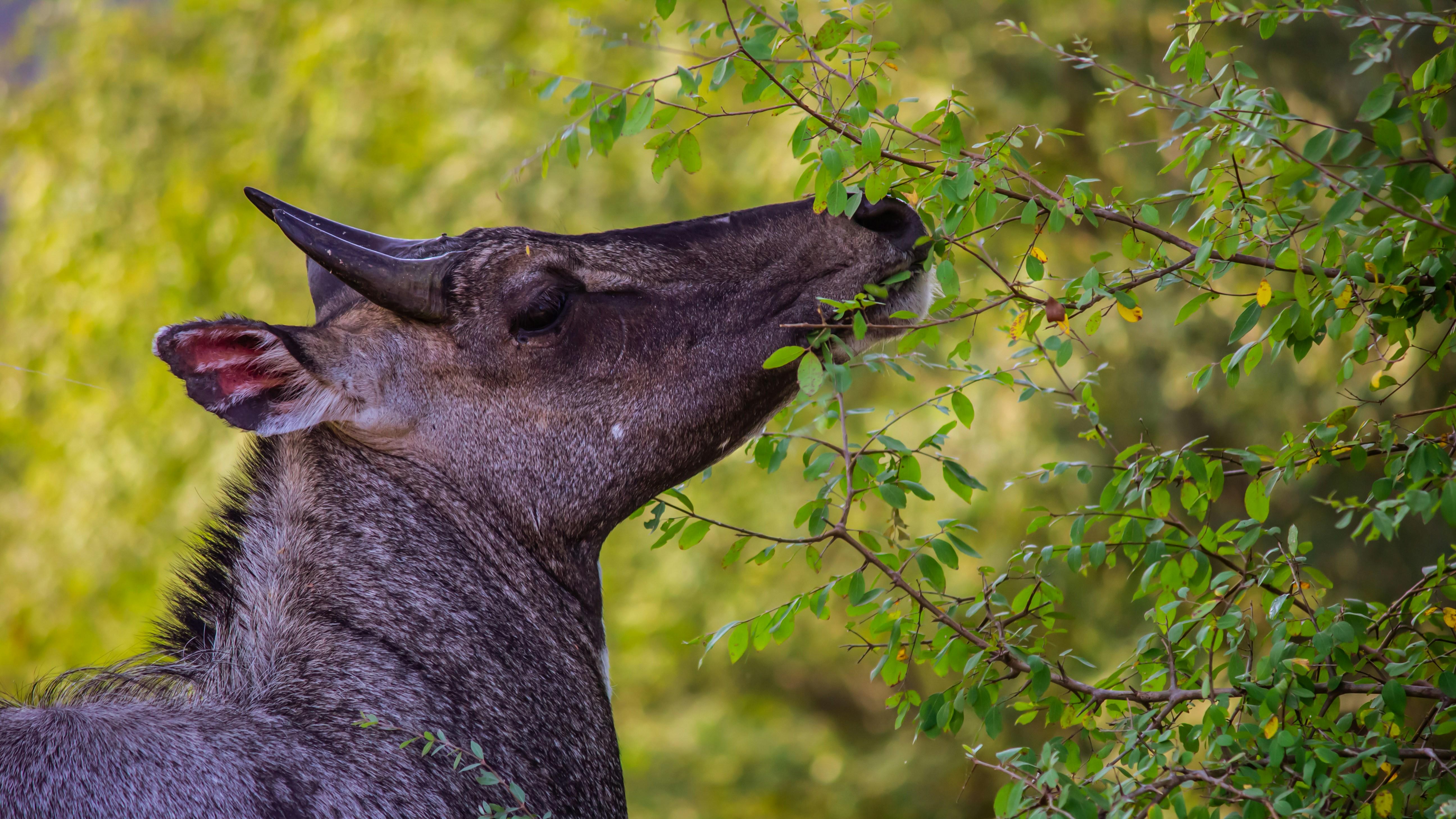 Jaipur Jhalana Amagarh Leopard Reserve 4×4 Jeep Safari
