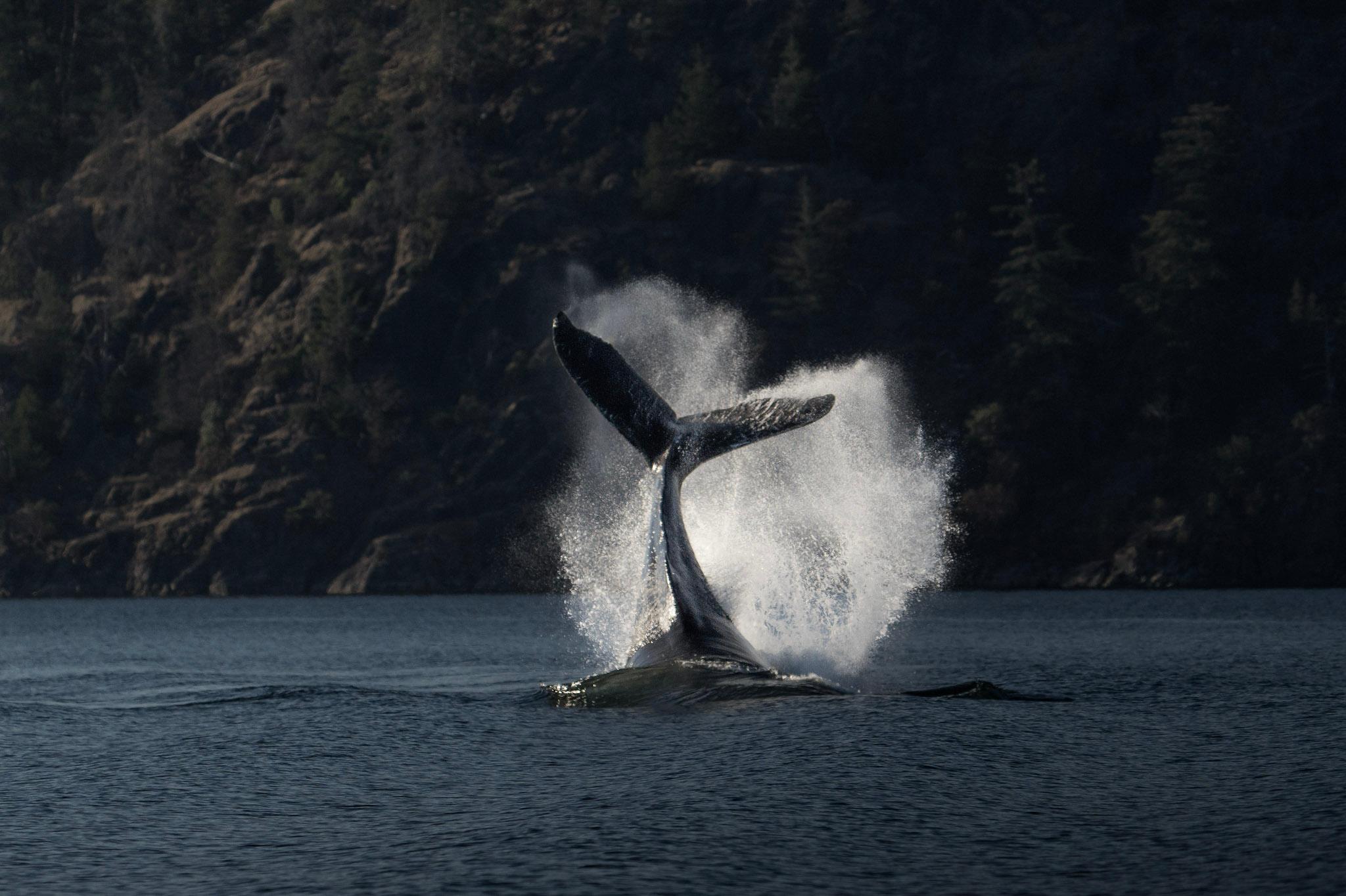 Campbell River Whale & Wildlife Discovery Cruise